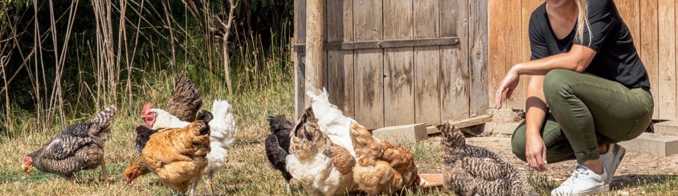 Agrodieren - vrouw verzorgt kippen bij de stal