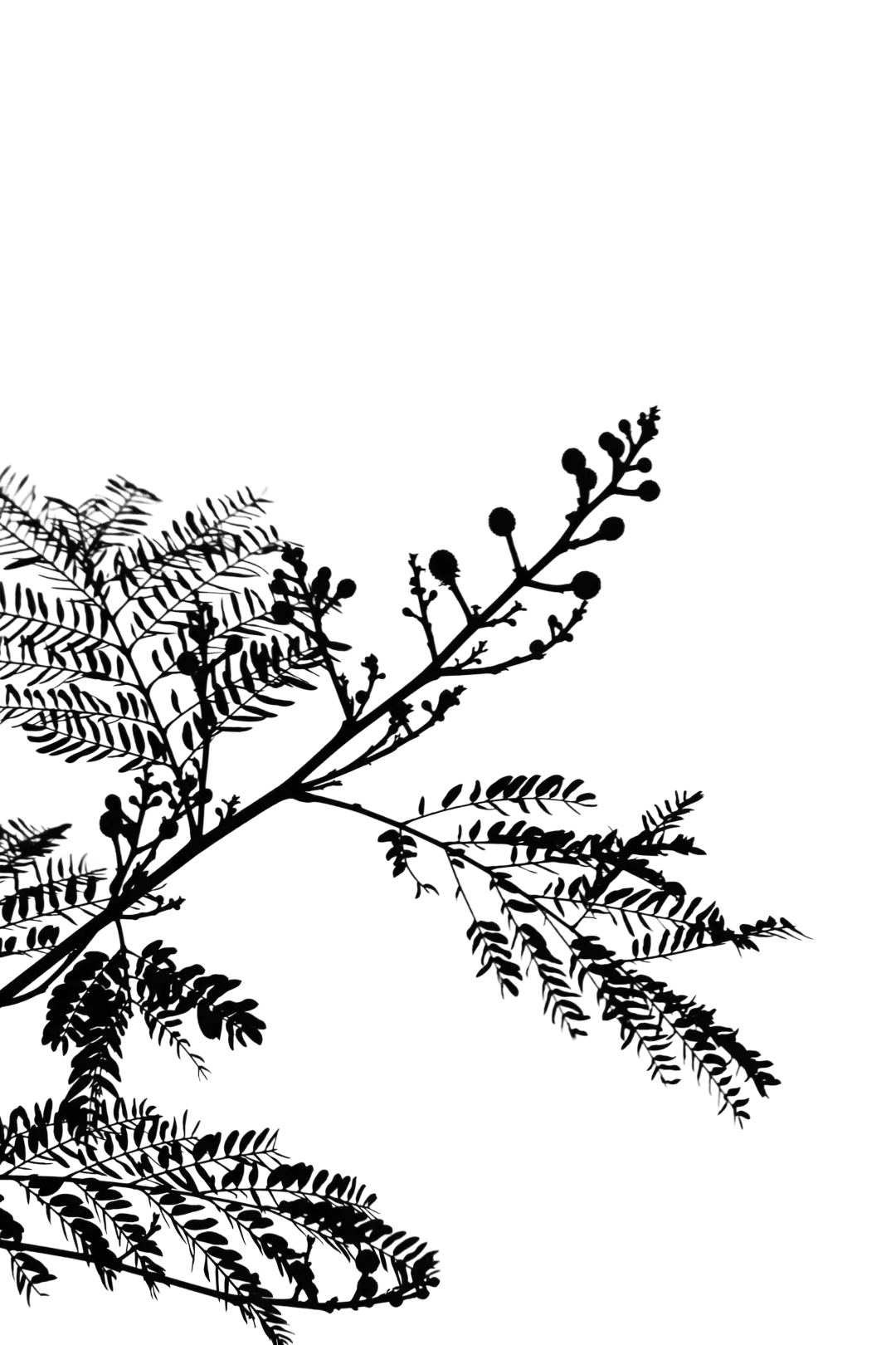 Delicate fern leaves branch with thin leaflets on a black background.