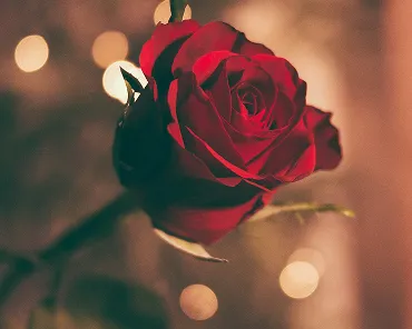 Gros plan d'une rose rouge avec un arrière-plan flou aux lumières douces.