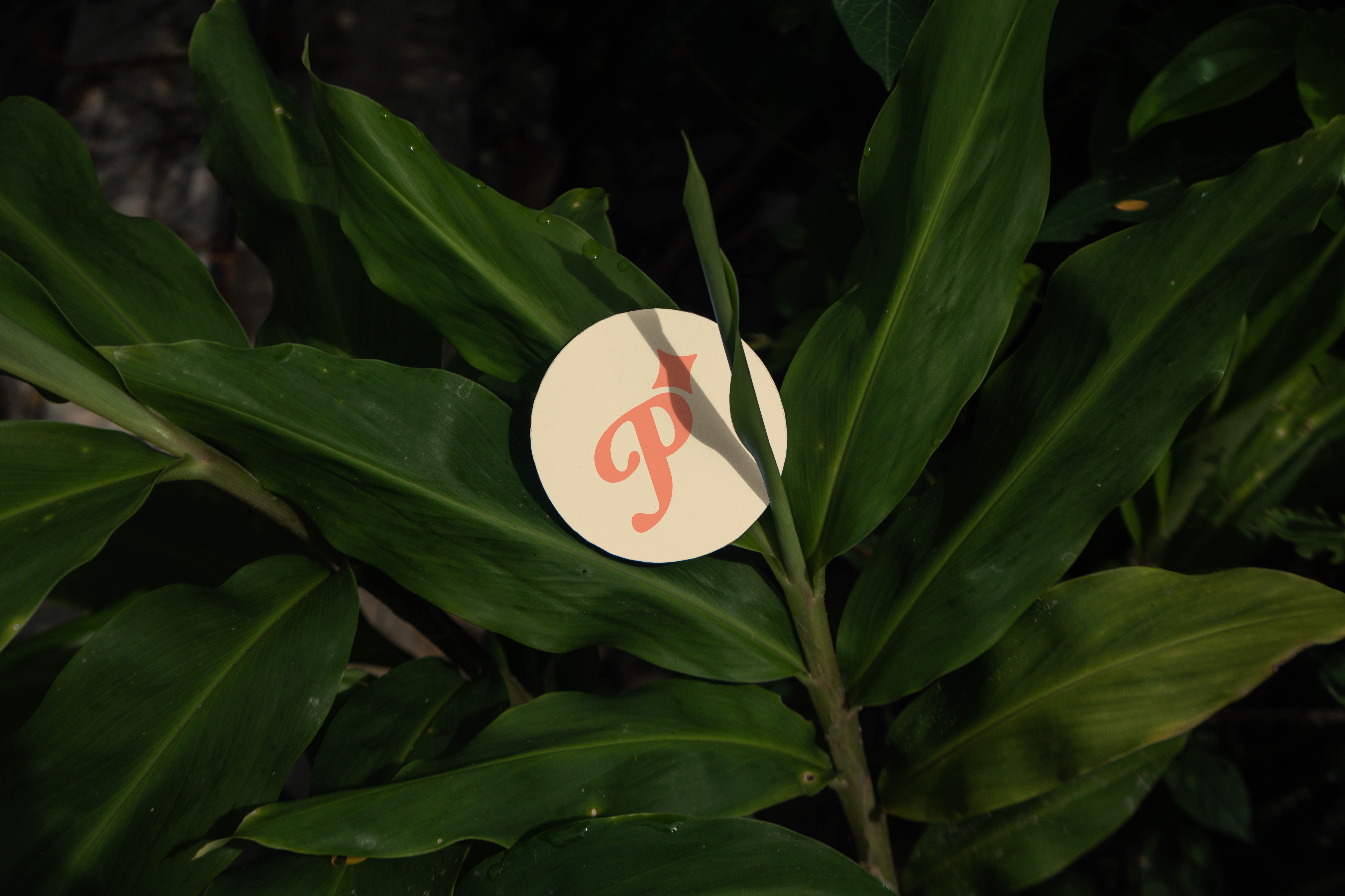 The Polished Listing | Logo, Branding & Website Design | Nashville Real Estate Staging | Ten10 Creative