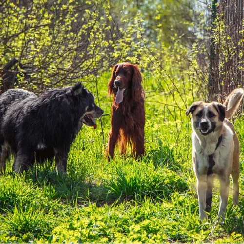 Happy adopted rescue dog after finding a permanent home through Wag Creek