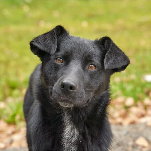 Group of rescued dogs playing outdoors together at Wag Creek dog rescue