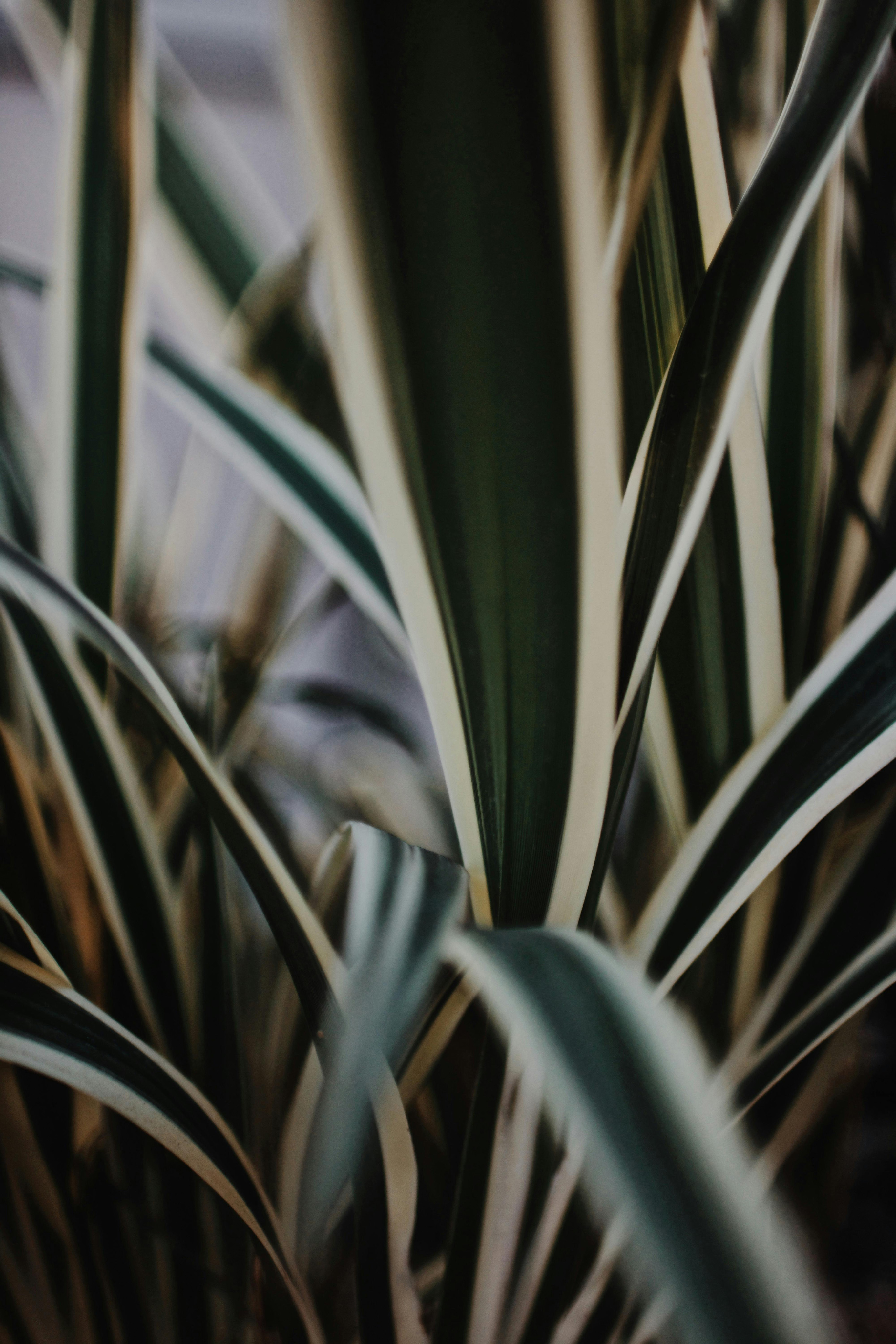 Close-up of green plant leaves with white edges in dim lighting.