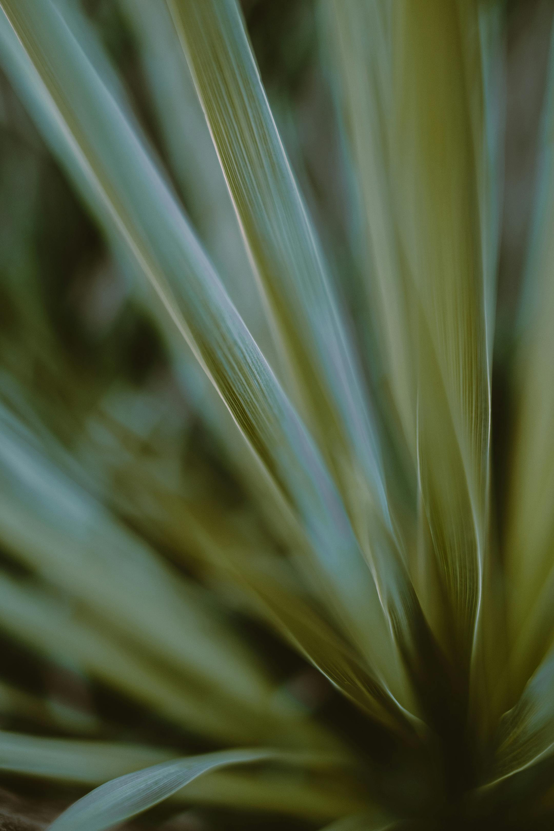 Close-up of long, green, swordlike leaves with soft lighting and blurred background.