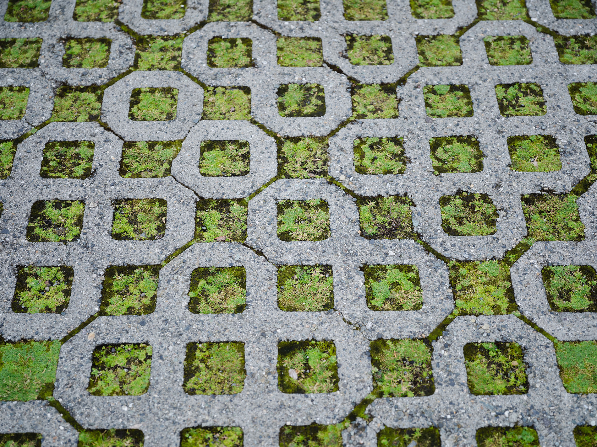 Concrete grid pavers with square holes filled with green moss and small plants.