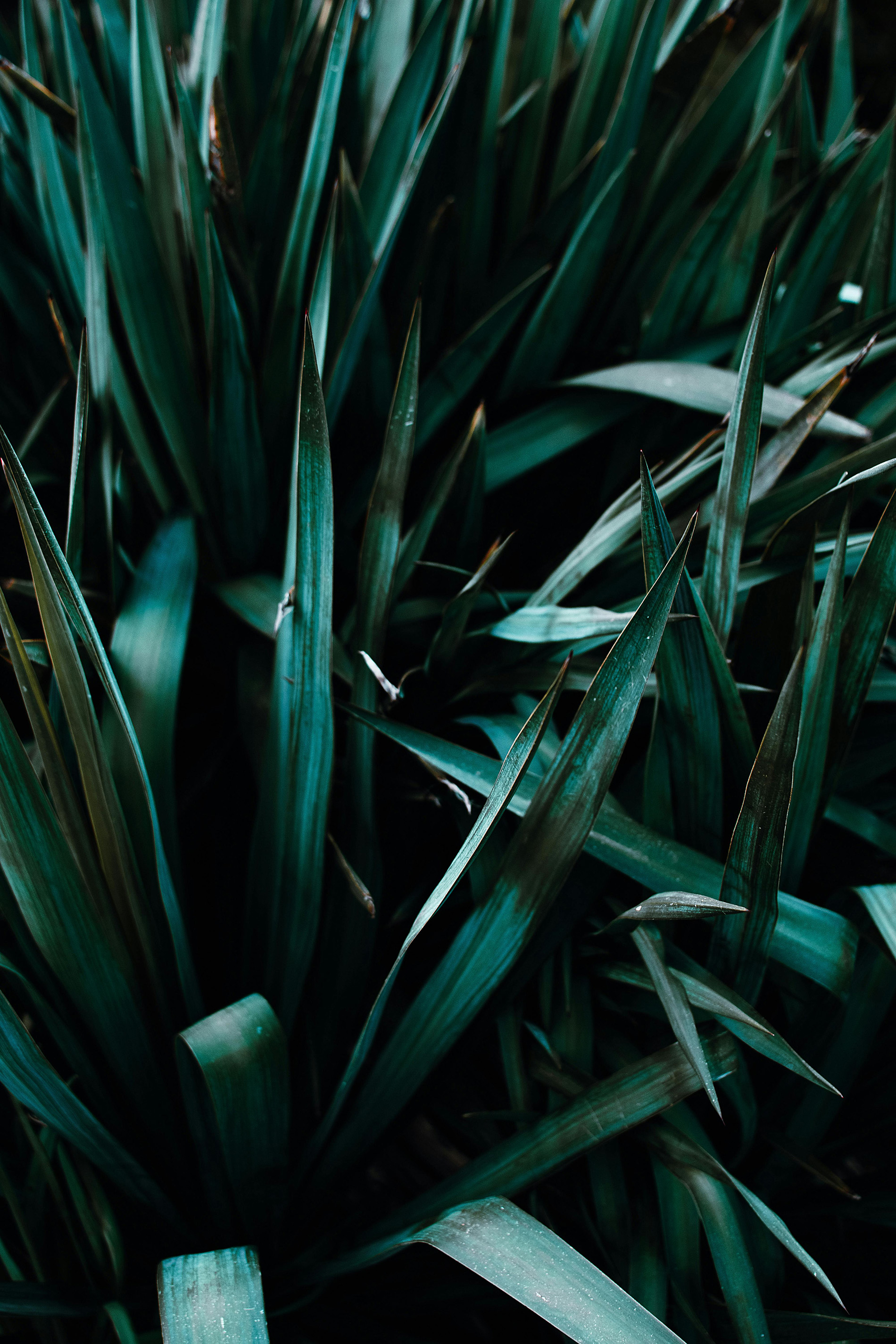 Close-up of long, narrow green leaves with pointed tips in dense foliage.
