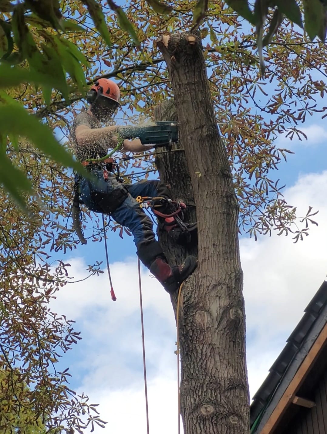 Vakkundige boomkap uitgevoerd door Altena Boomverzorging