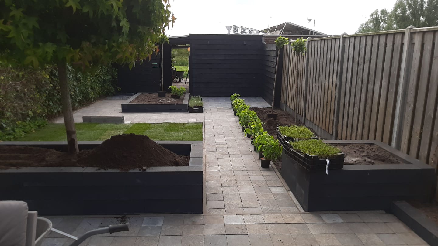 Boom in een tuin op ruime afstand van erfgrens en bestrating