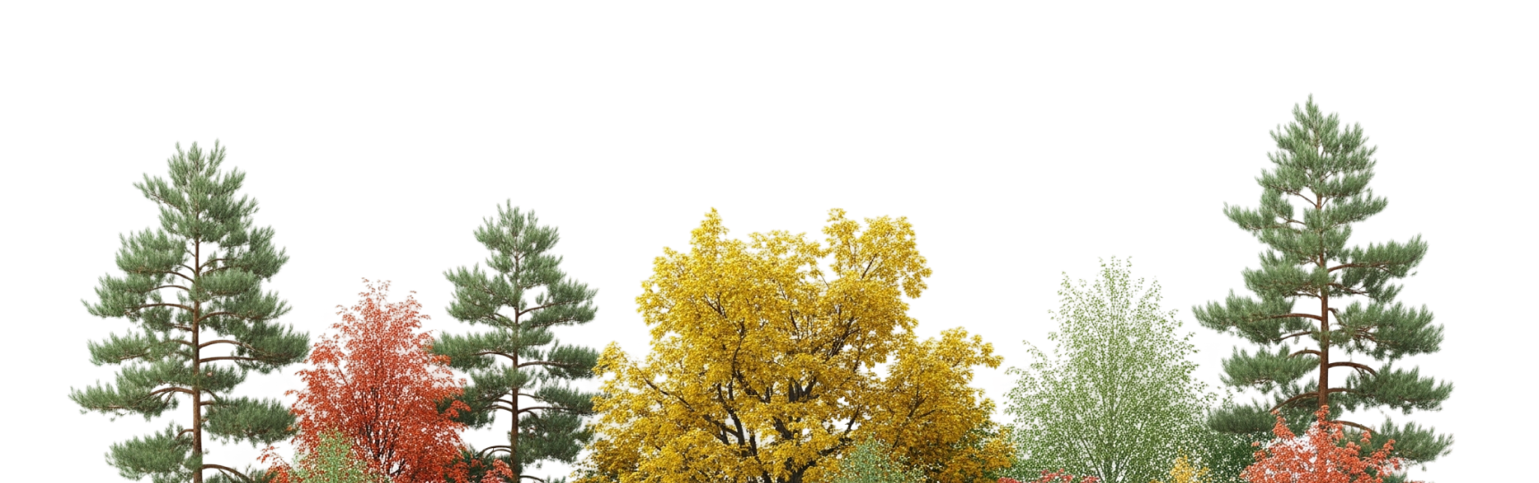 An image of various tree tops.