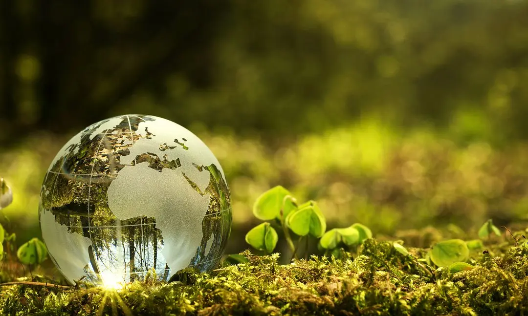 Glass globe resting on moss surrounded by green seedlings
