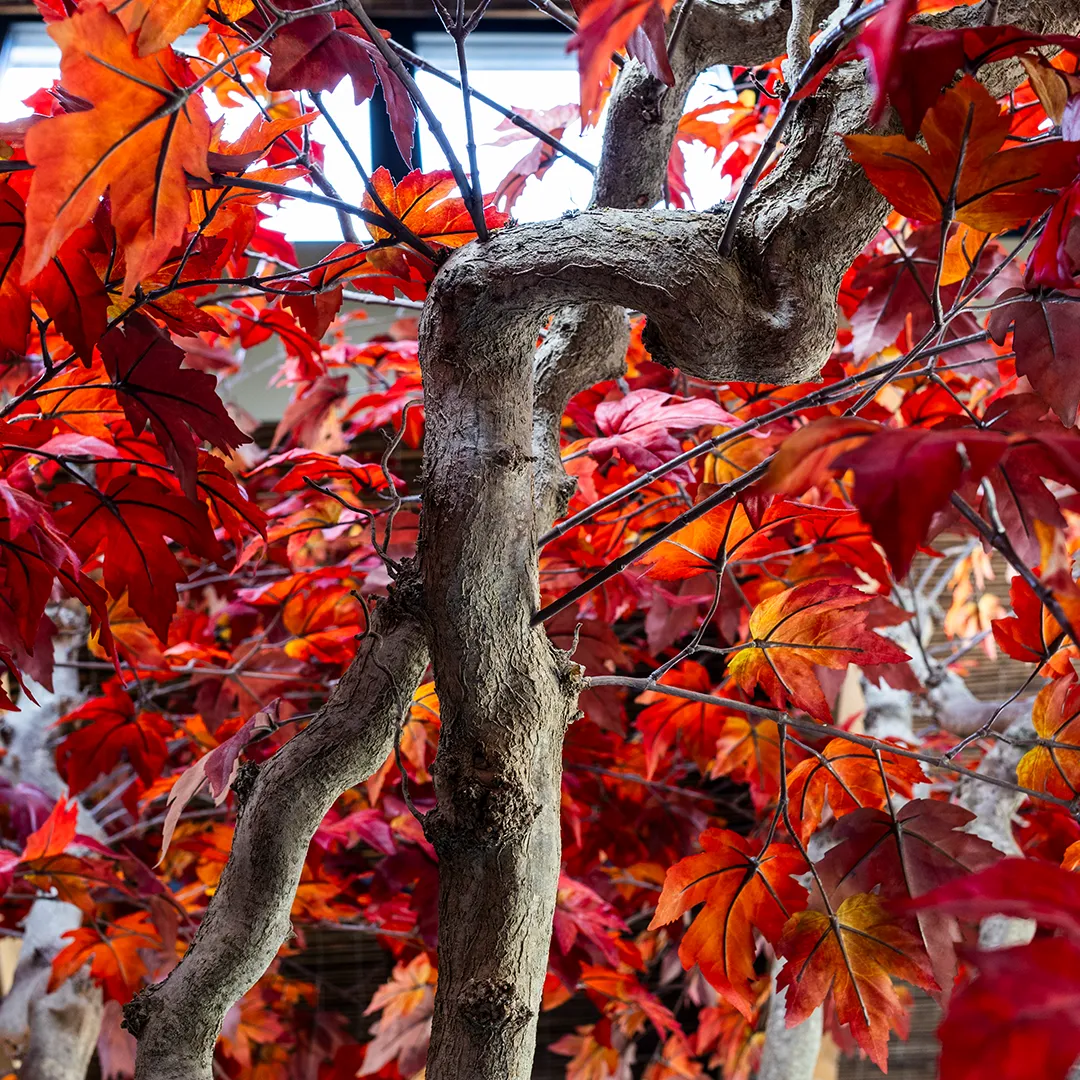 Closeup van de karakteristieke houten stam en rode herfstbladeren van een maatwerk boom van Miverde