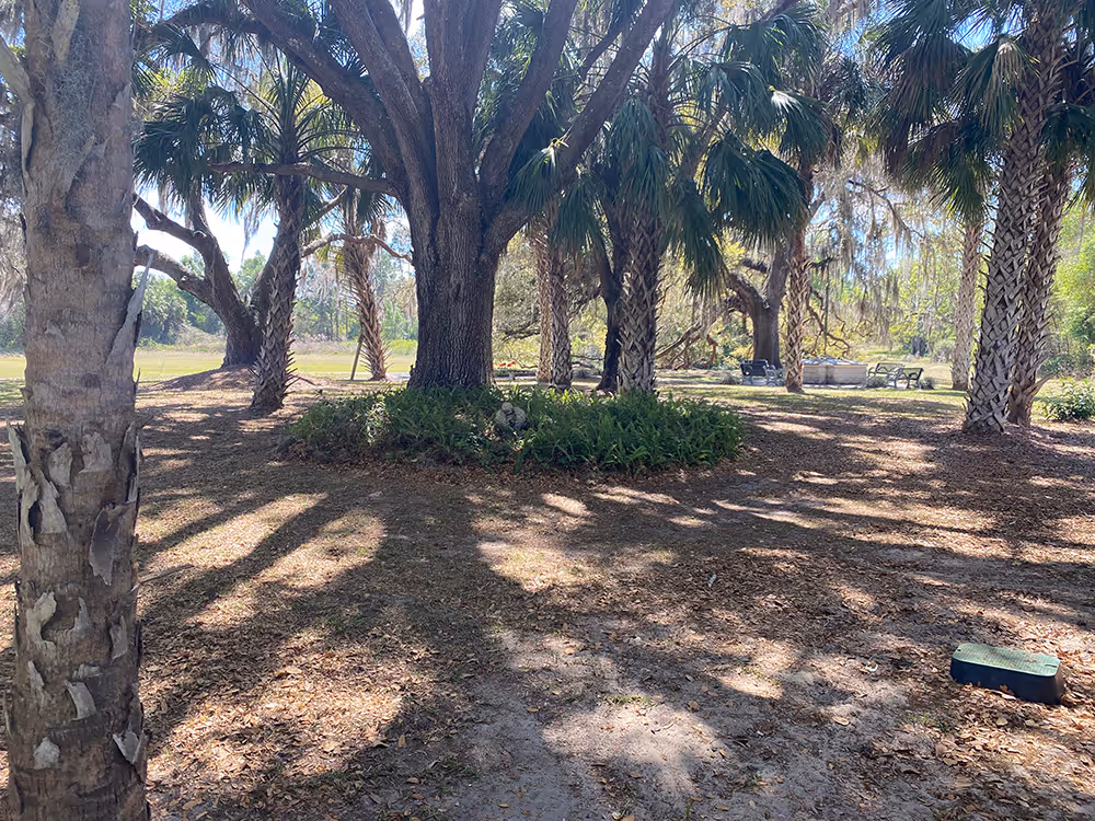 Shaded park area with large palm and oak trees, circular green bush bed in the center, and benches in the background on a sunny day.
