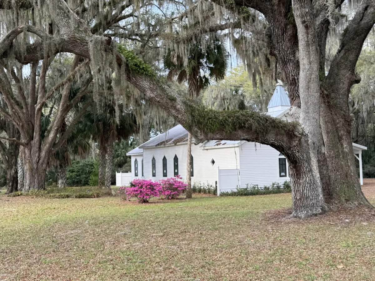 White wooden church with stained glass windows surrounded by large oak trees draped with Spanish moss and pink flowering bushes.