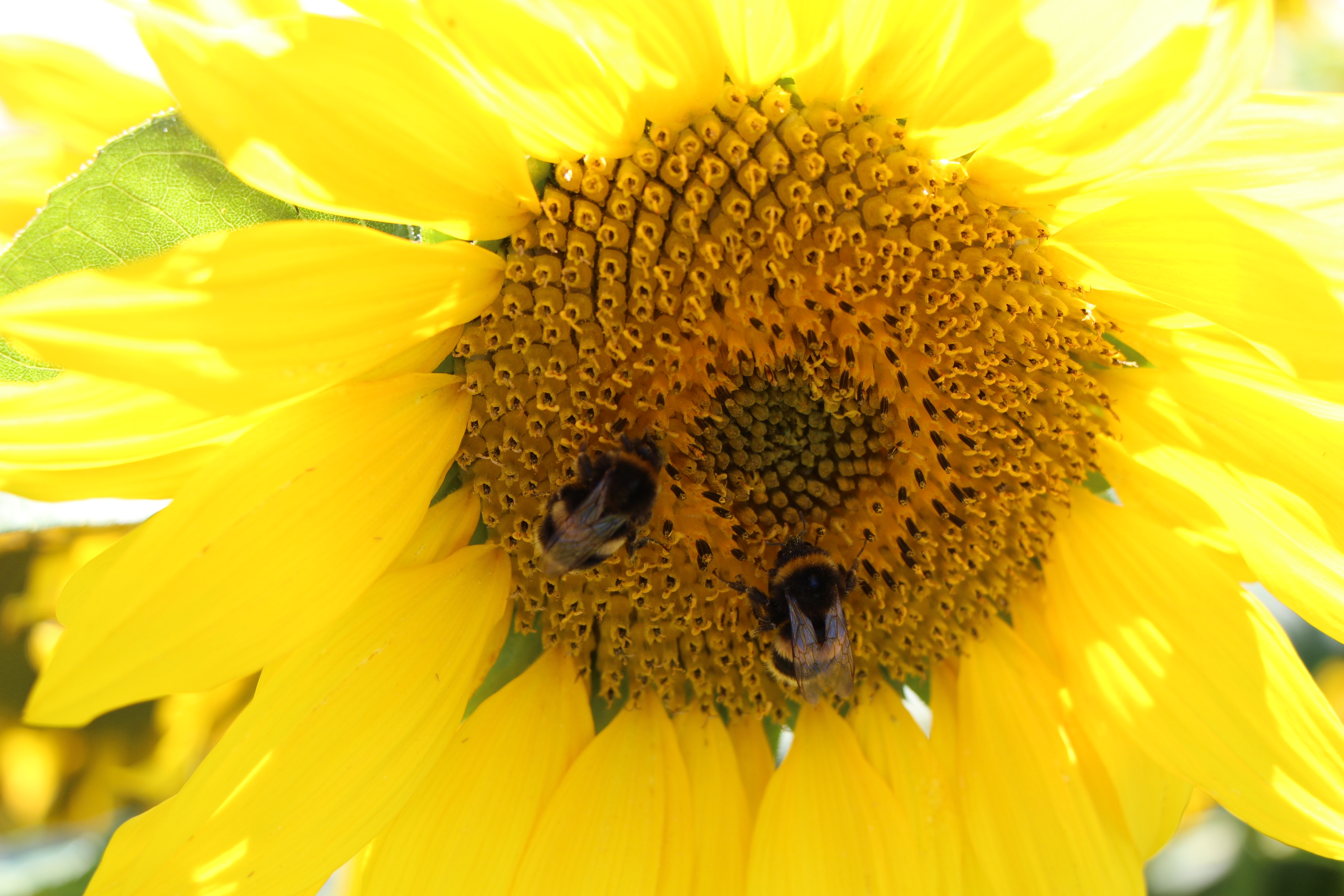 image of field with diverse crops
