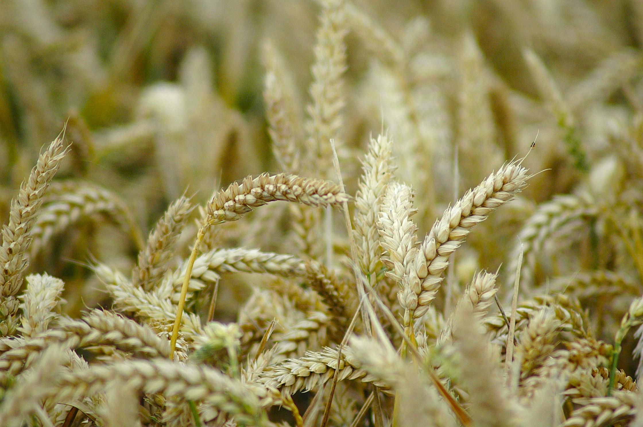 open field for agricultural services