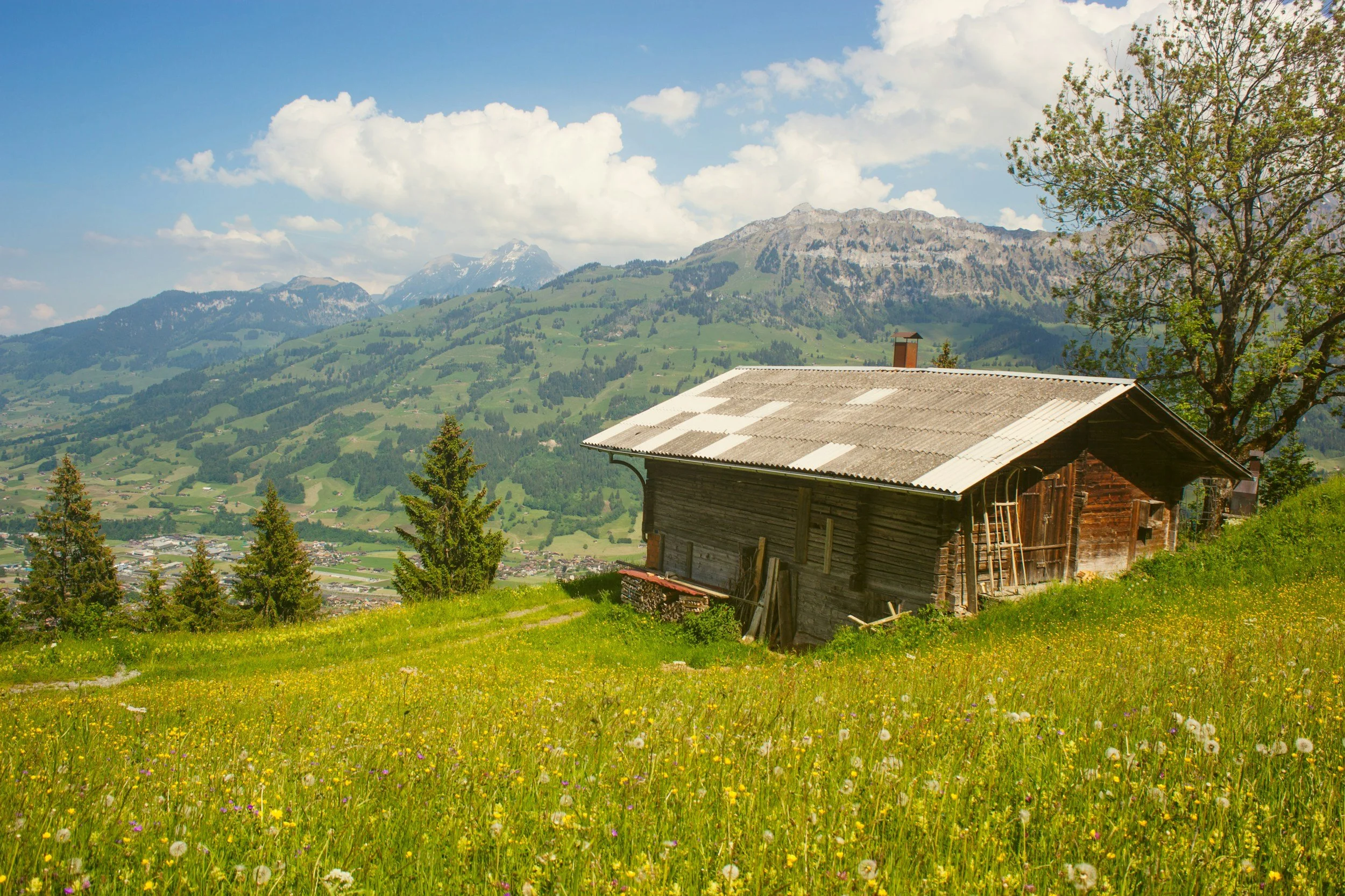 Off-grid cabin surrounded by wildflowers and mountains, representing rural living and land use in Utah.