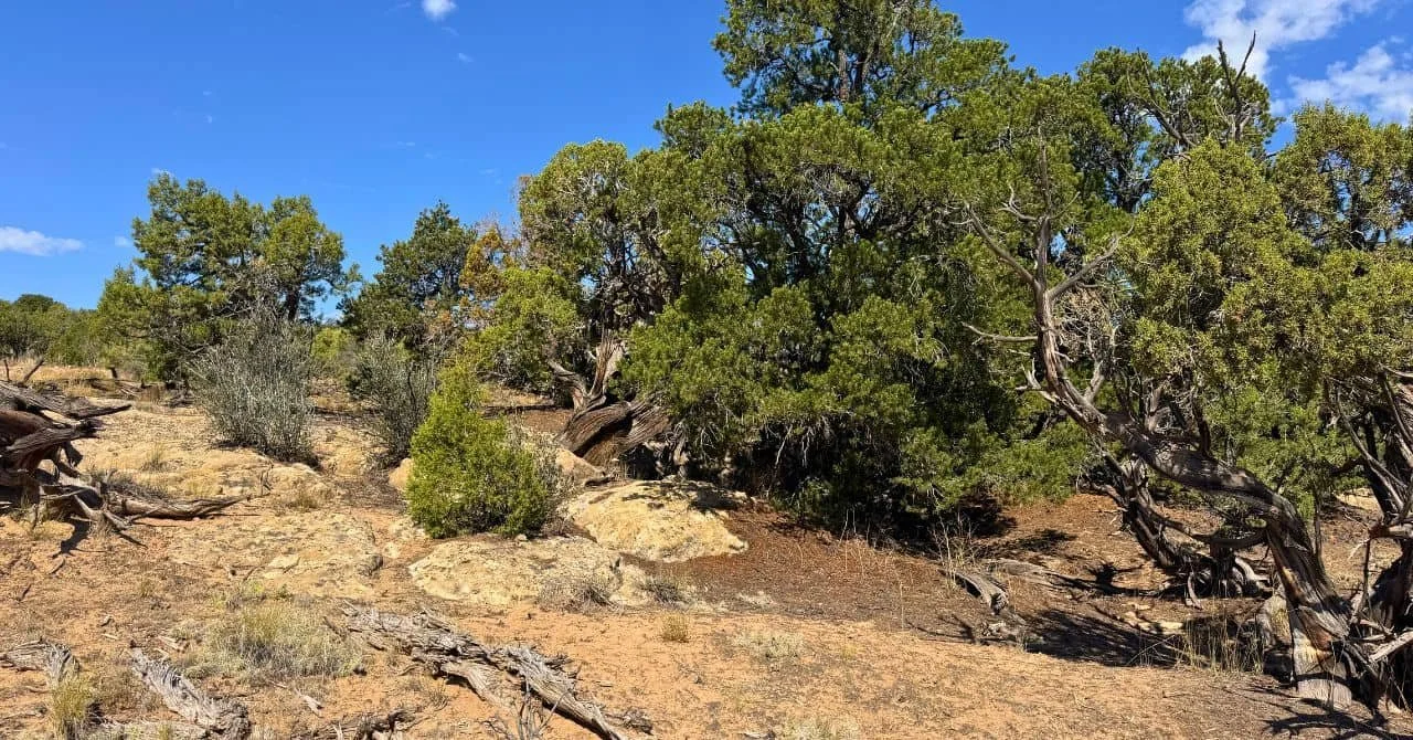 Rocky terrain with scattered juniper trees and shrubs, suitable for building natural shelters using local materials, emphasizing outdoor survival skills in Utah.