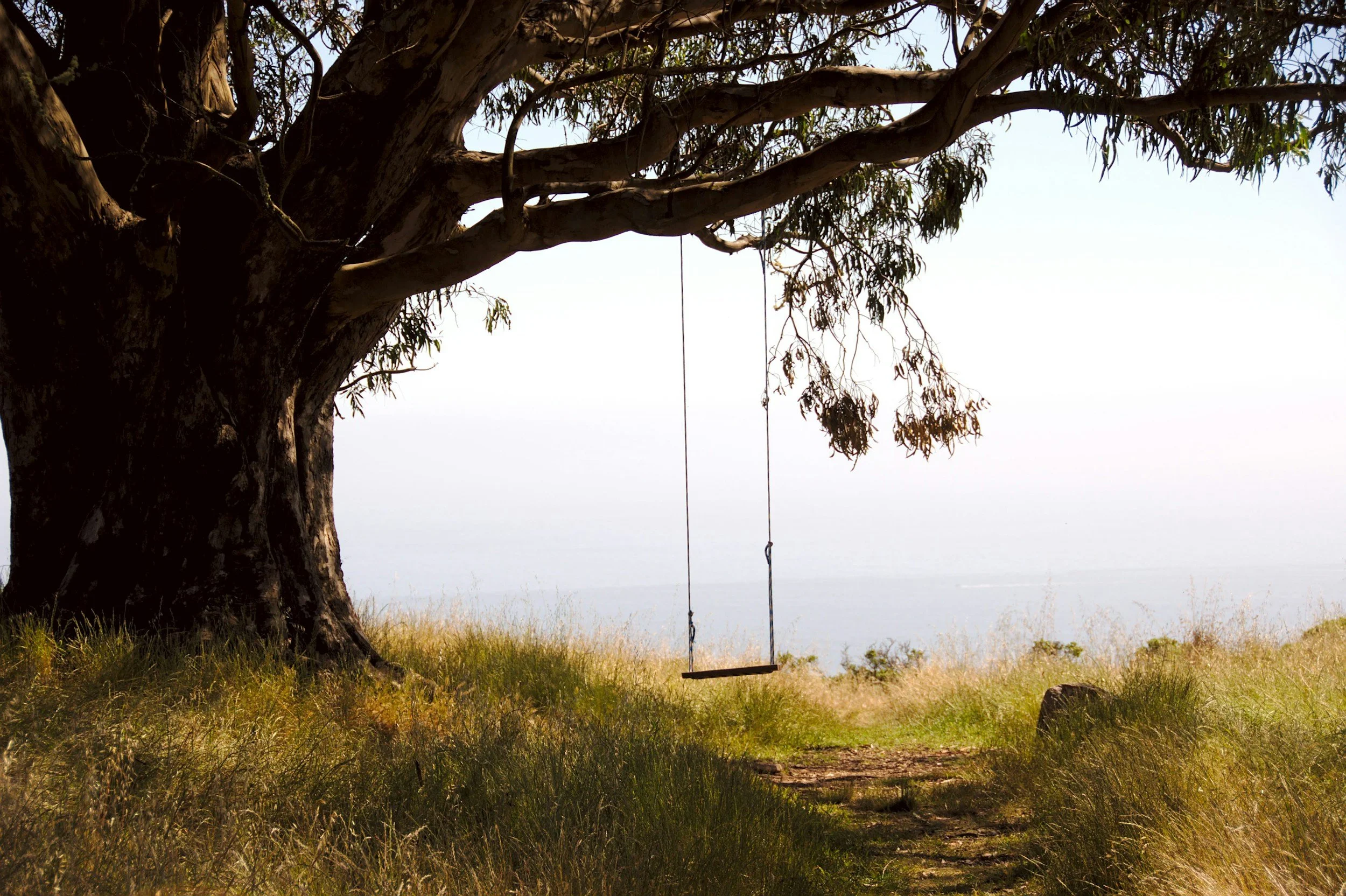 Swing hanging from a tree in a grassy landscape with a serene backdrop of the ocean.