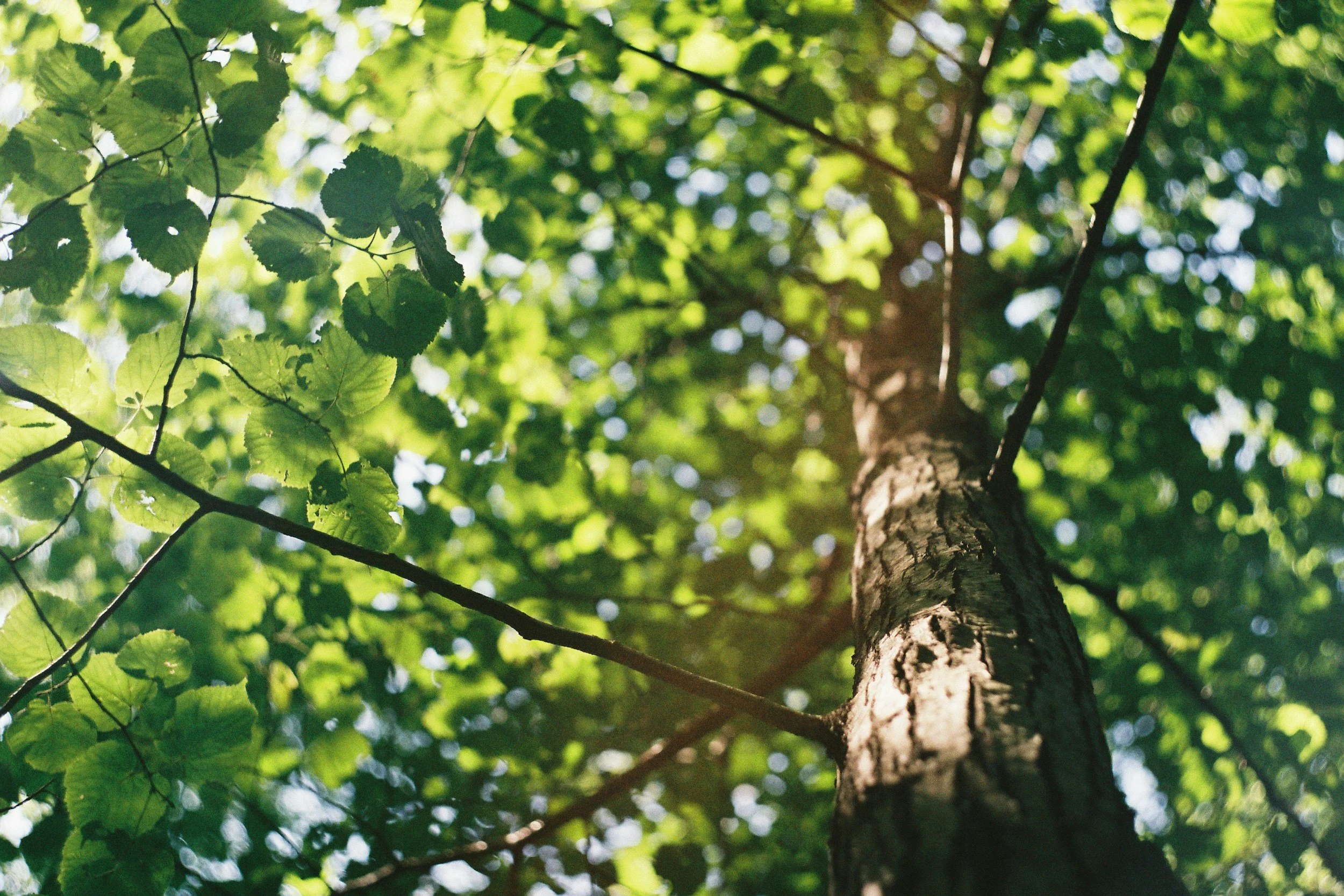 Tree trunk and green leaves viewed from below, capturing sunlight filtering through foliage.