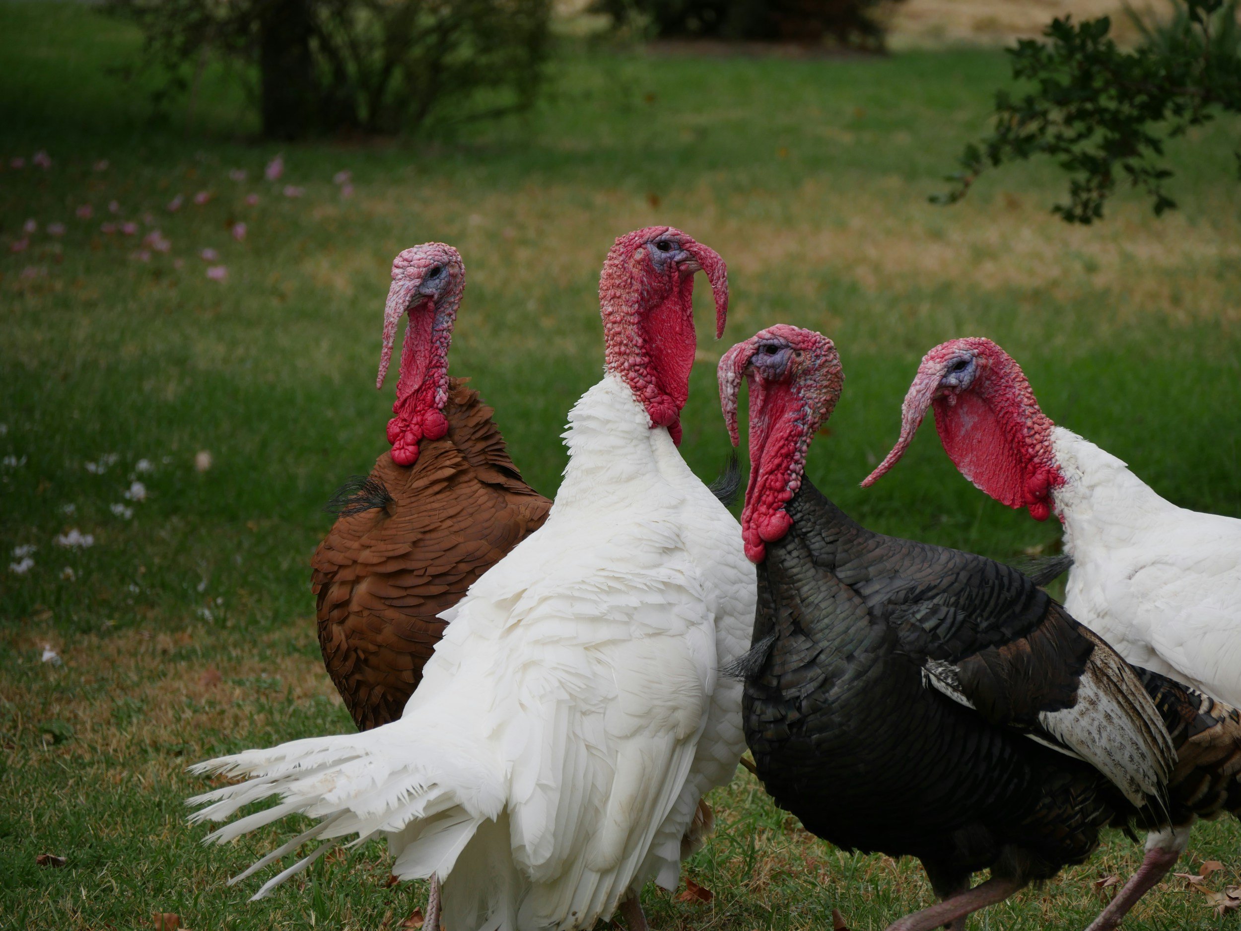 Group of wild turkeys in a grassy area, showcasing various colors including brown, black, and white, relevant to Utah's turkey hunting season.