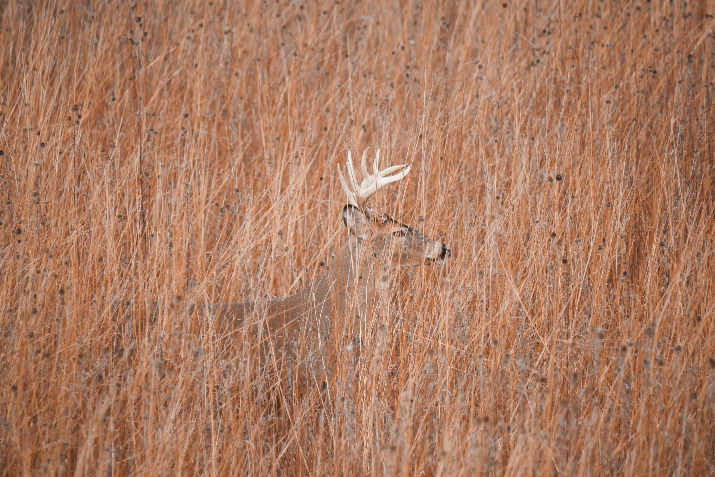 Deer with antlers standing in tall, golden grass, representing wildlife in Utah, relevant to hunting seasons for deer.