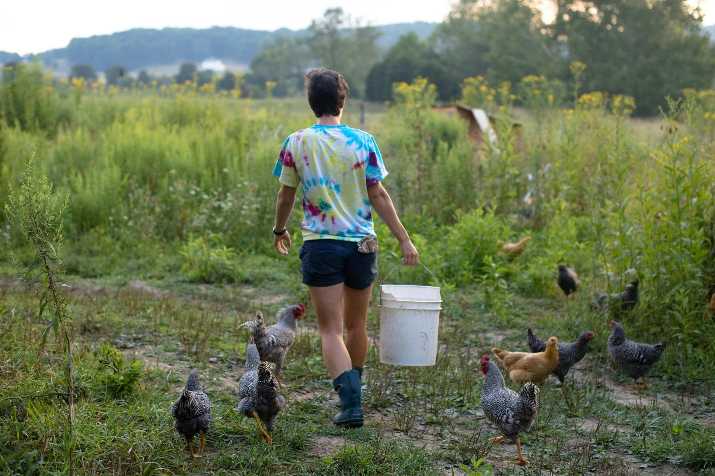 Person walking in a homestead environment carrying a bucket, surrounded by chickens, emphasizing modern homesteading practices of raising livestock and self-sufficiency.