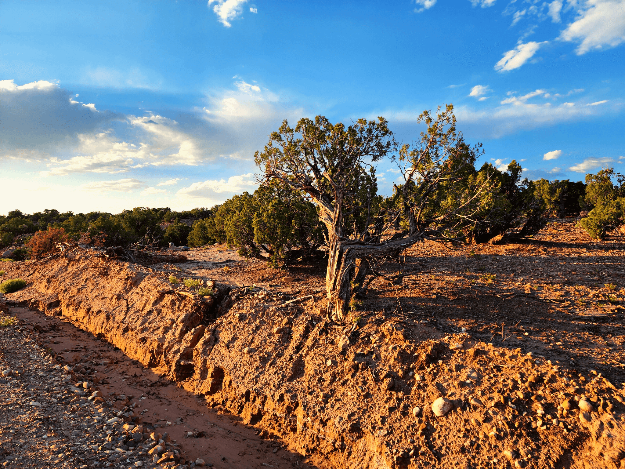Desert landscape featuring rugged terrain, scattered juniper trees, and a dirt trench, illustrating land characteristics relevant for rural property buyers.