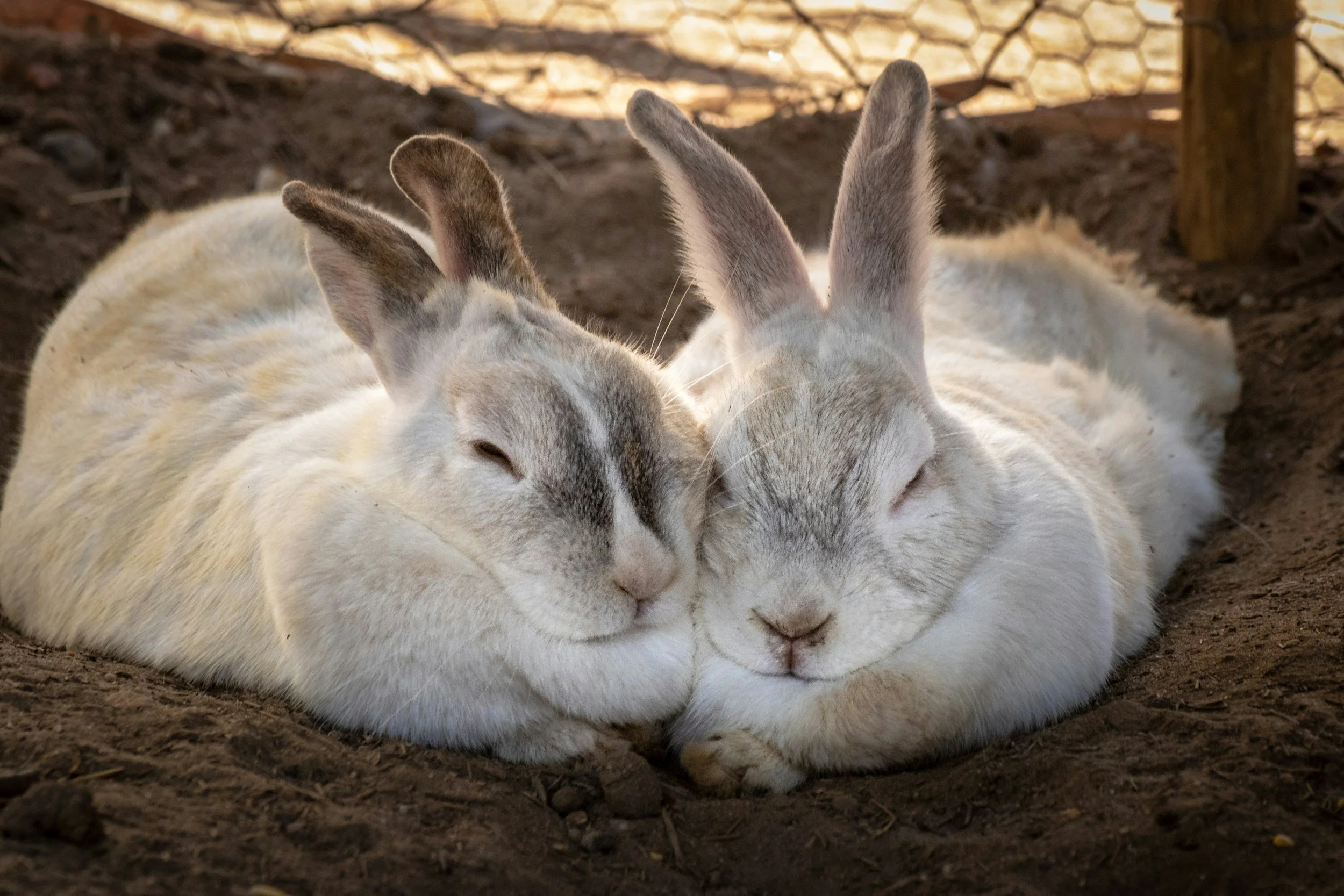 Two relaxed rabbits resting closely together on the ground, showcasing the gentle nature of rabbit farming as a beginner-friendly livestock option.