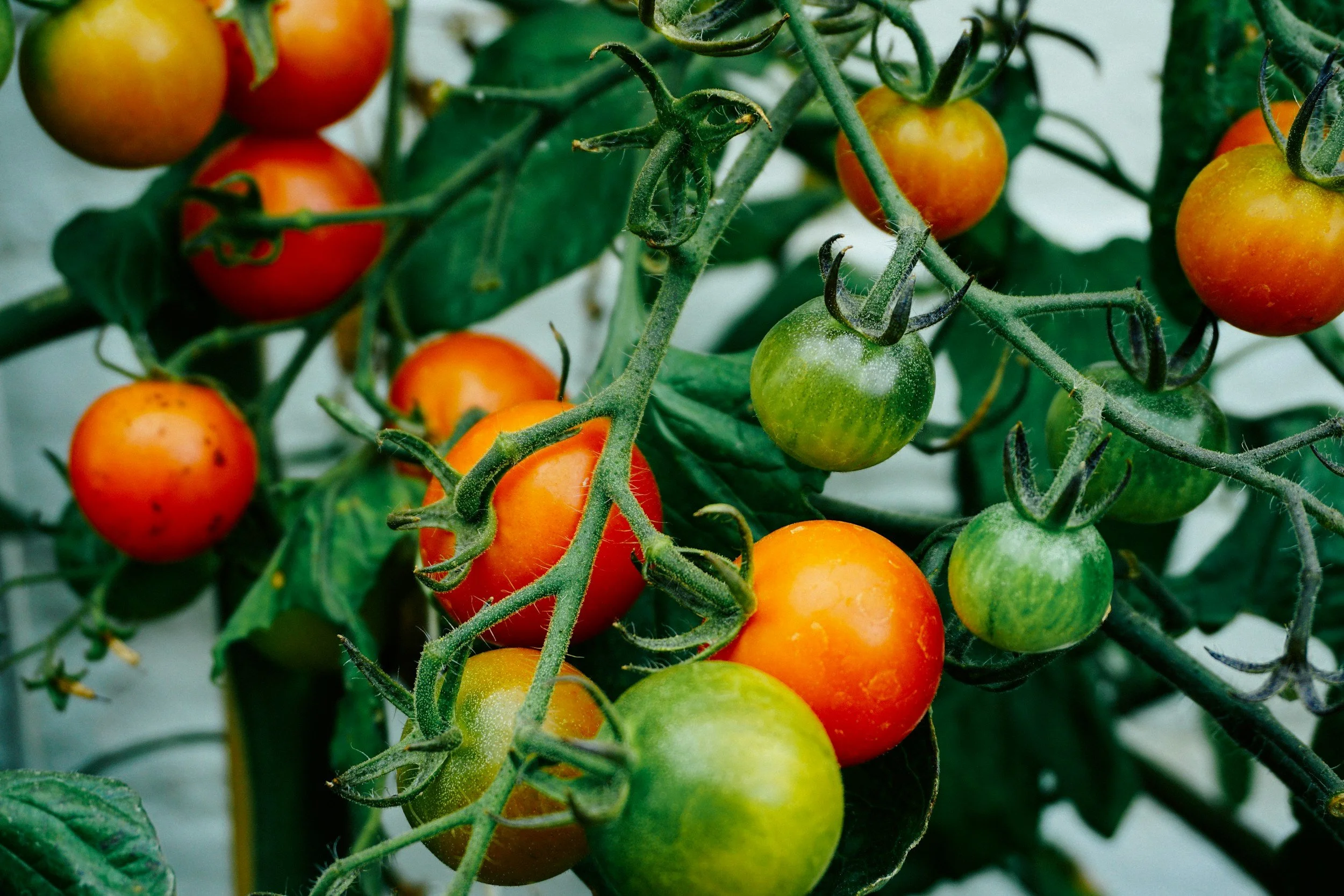 Vibrant tomatoes in various stages of ripeness on a green vine, illustrating beginner-friendly market gardening crops.