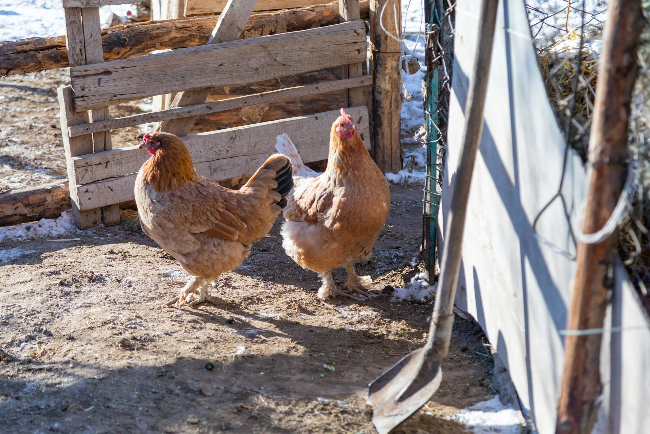 Chickens roaming in a dirt enclosure with wooden fencing, illustrating beginner-friendly chicken farming for small-scale agricultural practices.