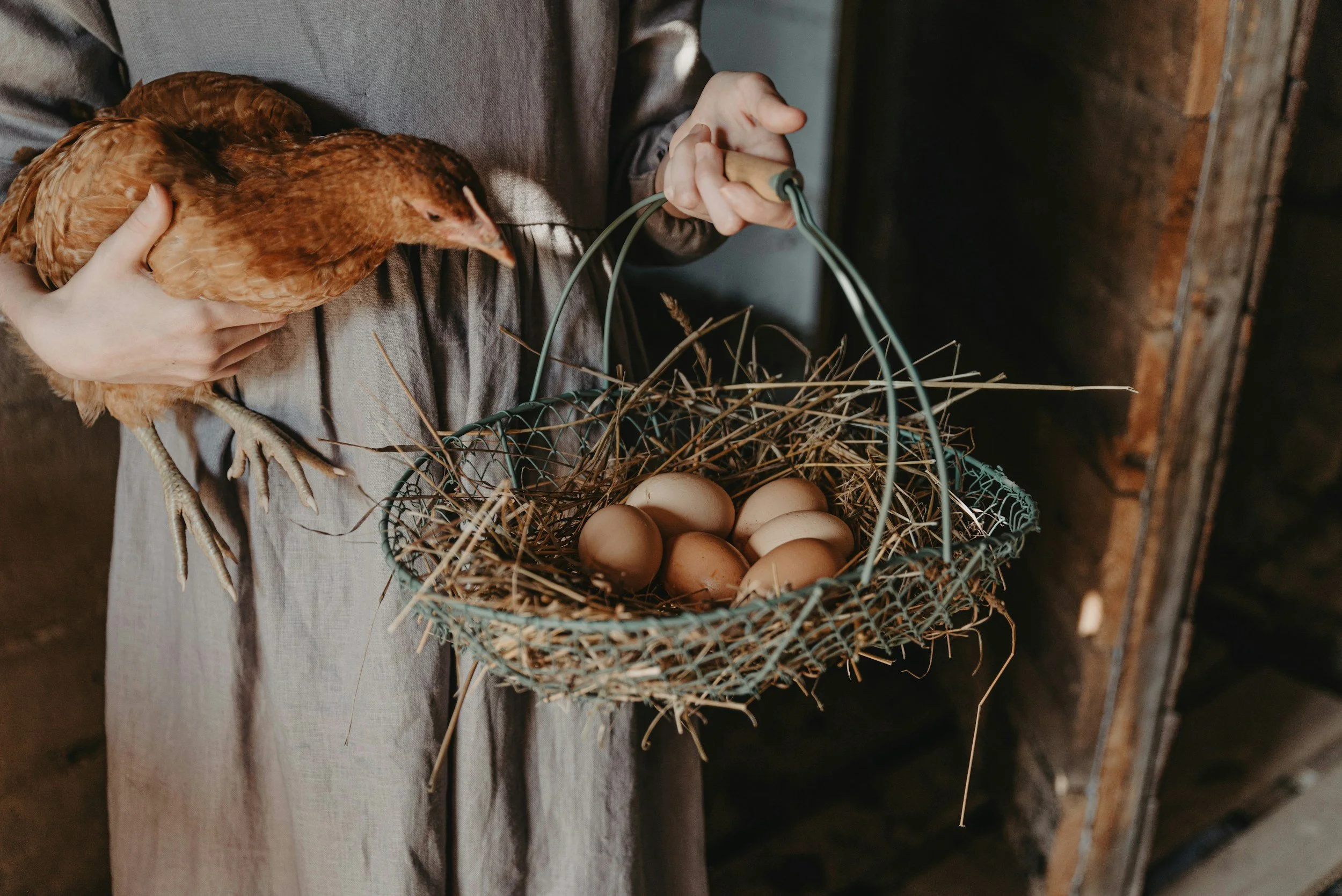 chicken eggs