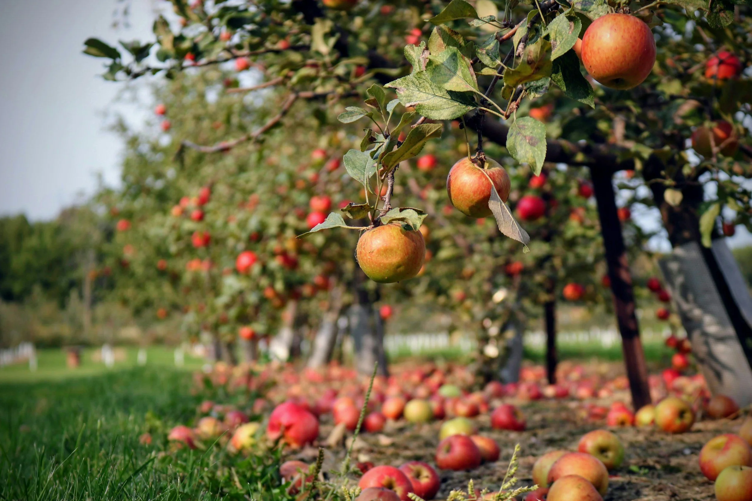 fruit trees