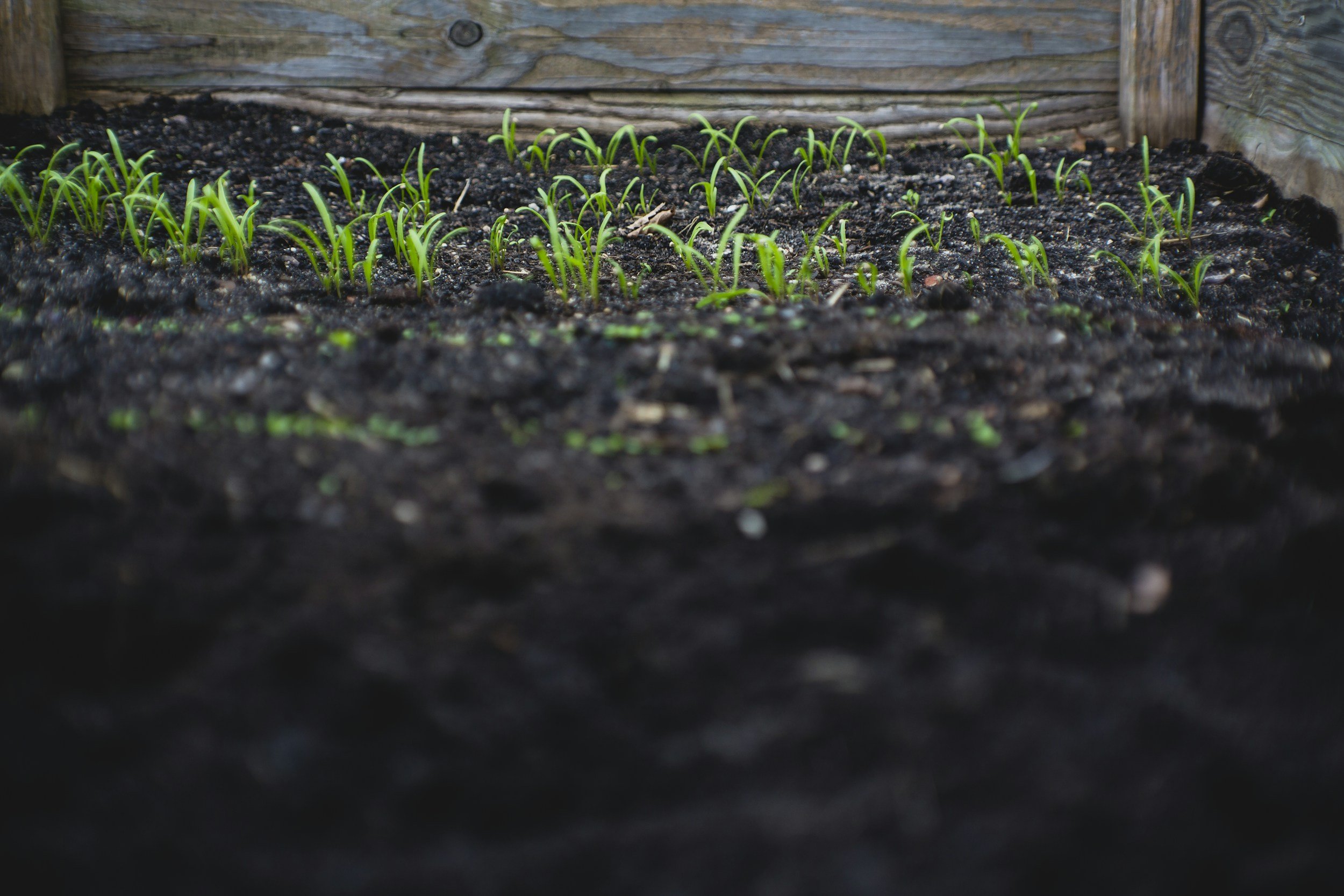 Garden Beds