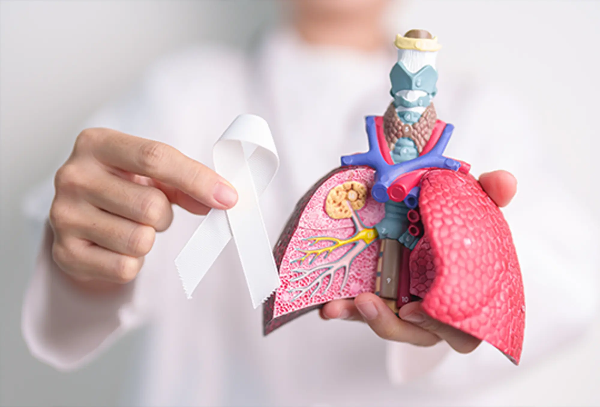 Hands holding an anatomical lung model alongside a white lung cancer awareness ribbon