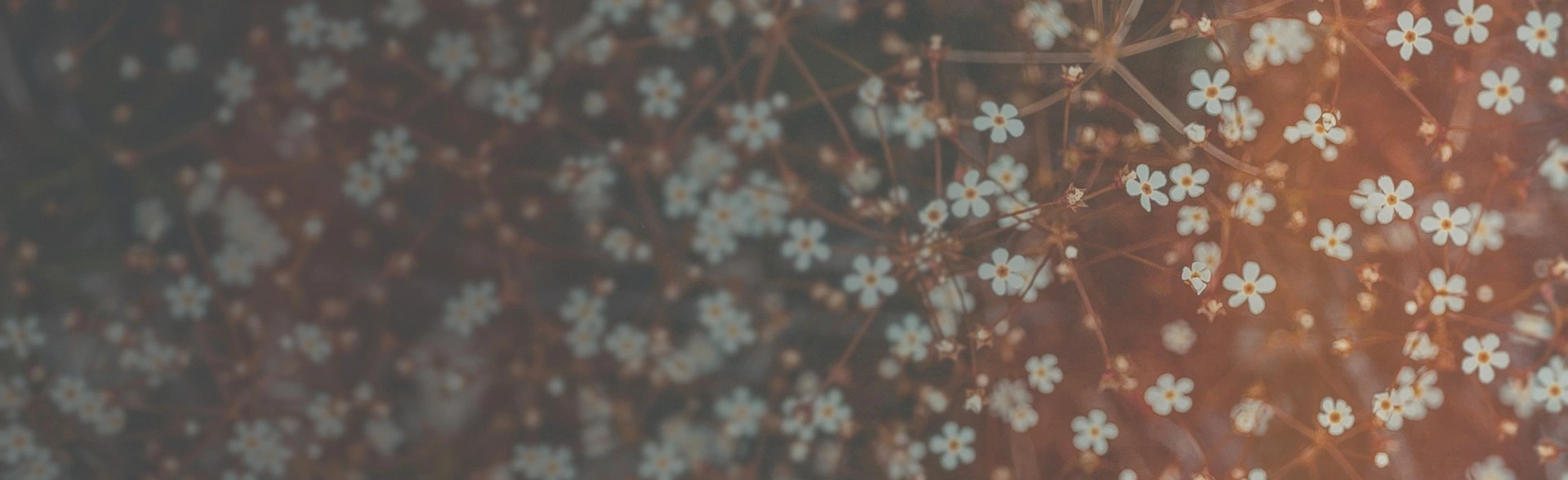 Close-up of delicate small white flowers with orange centers on thin brown stems against a blurred warm background.