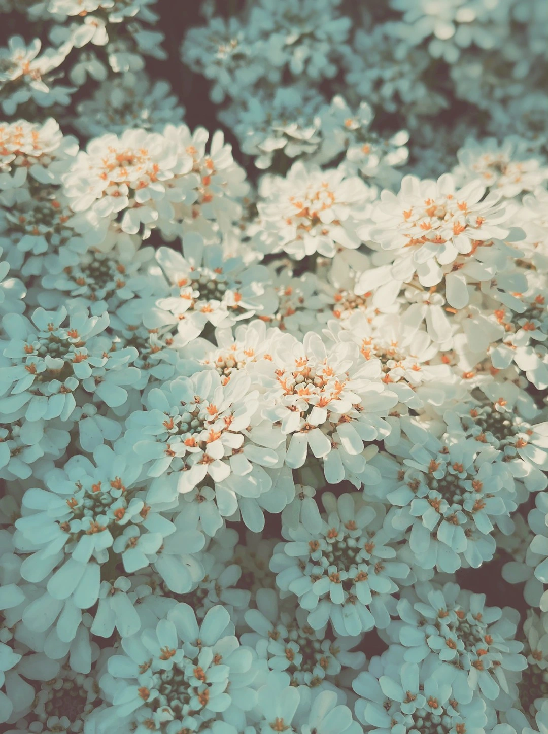 Close-up of clustered small white flowers with light orange centers under soft natural light.
