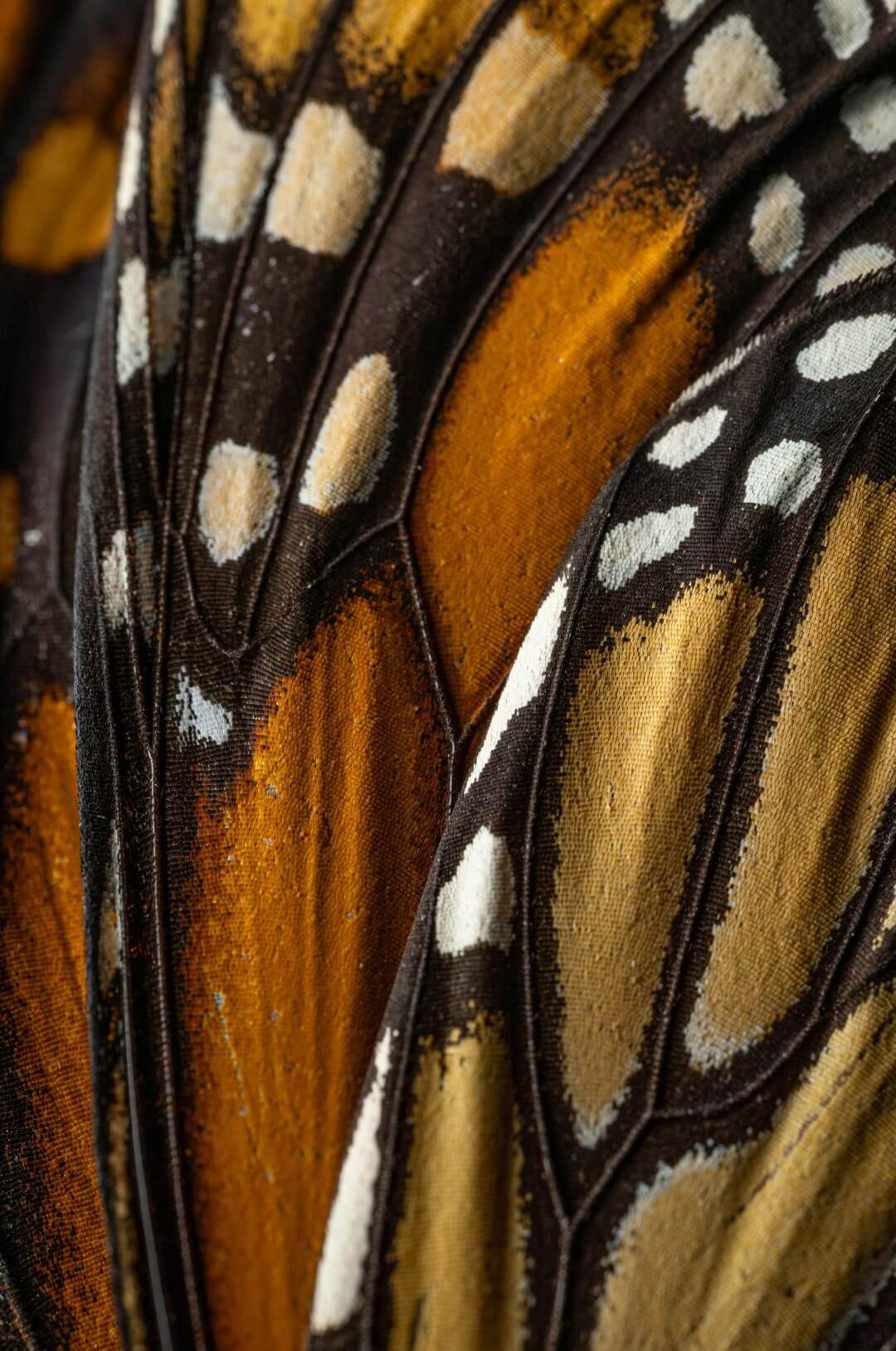 Close-up of monarch butterfly wings showing orange, black, and white patterns with textured scales.