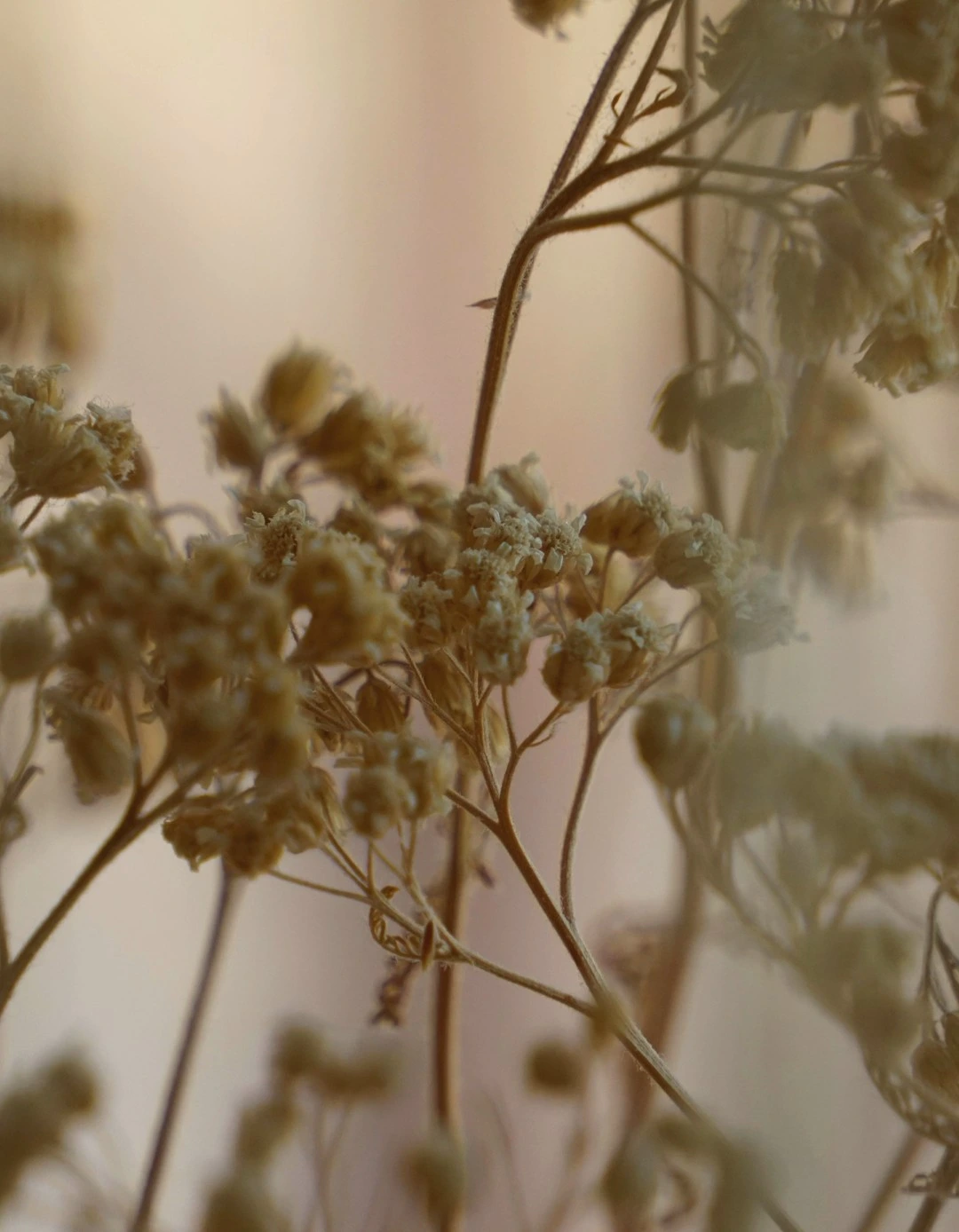 Close-up of dried beige baby's breath flowers with a soft, warm background.