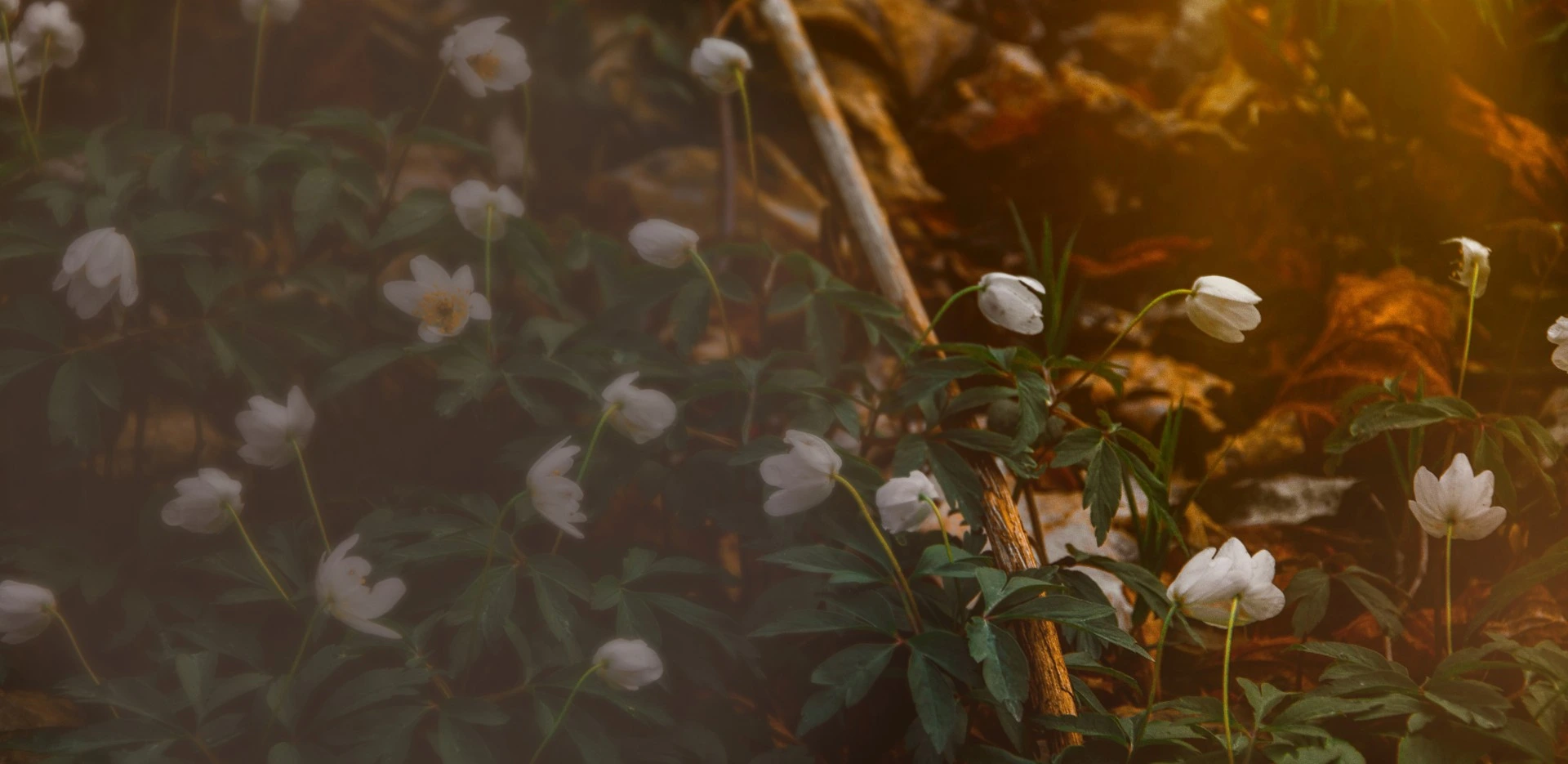 White woodland flowers growing among green leaves and fallen autumn leaves with warm sunlight filtering through.