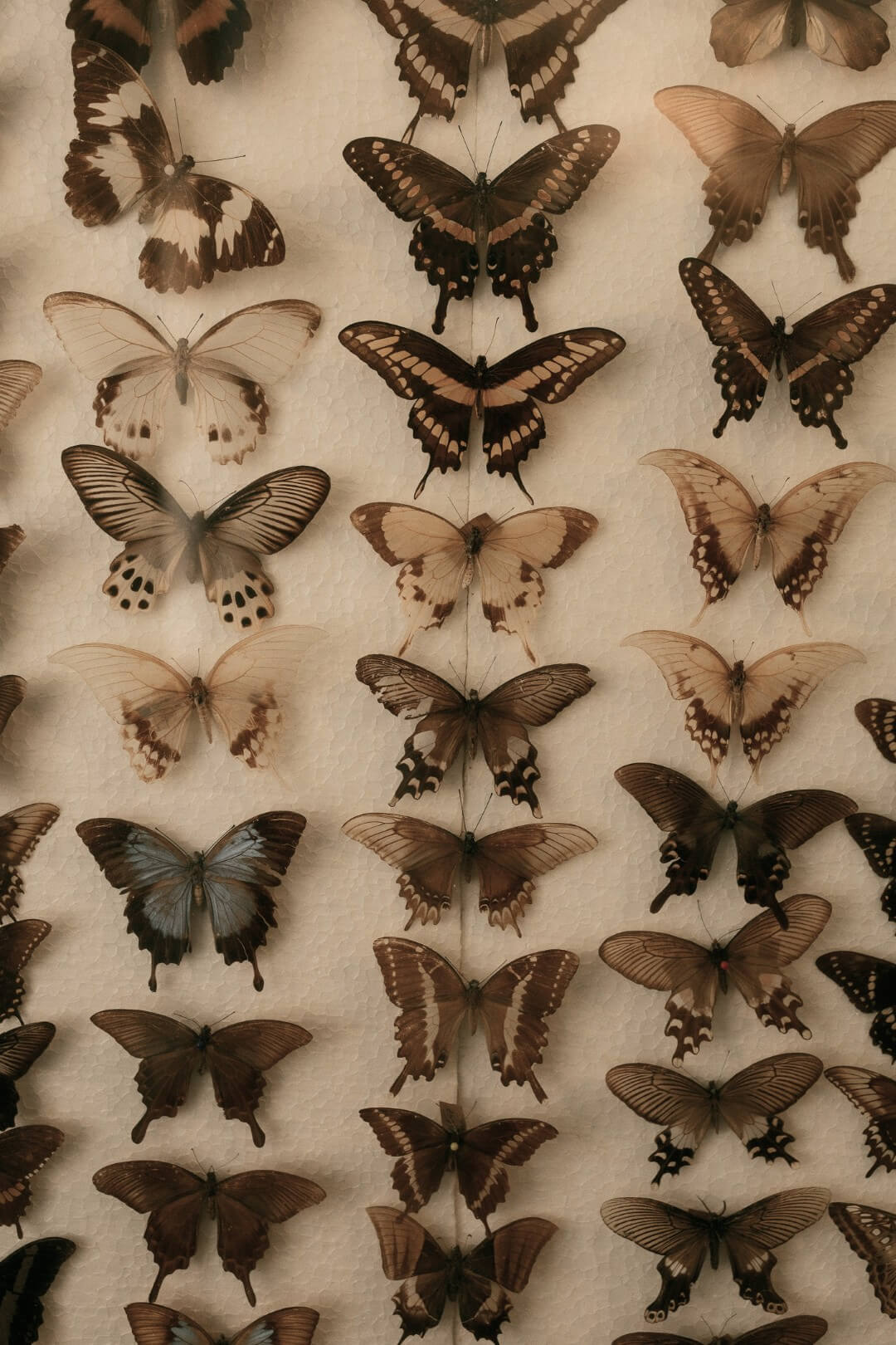 Collection of various brown and beige butterflies pinned and displayed on a white surface.