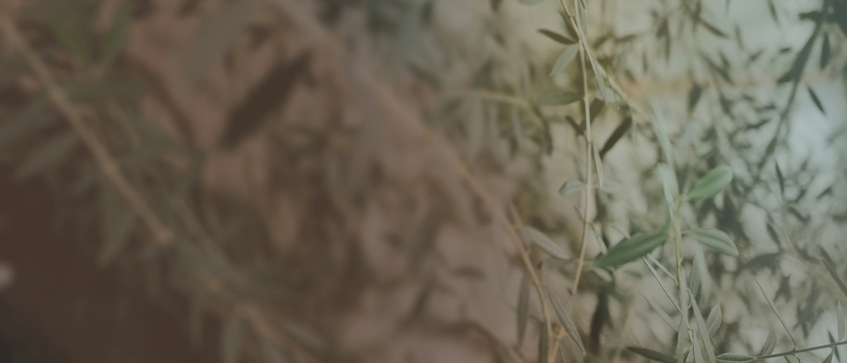 Close-up of olive tree branches with green leaves and blurred background.