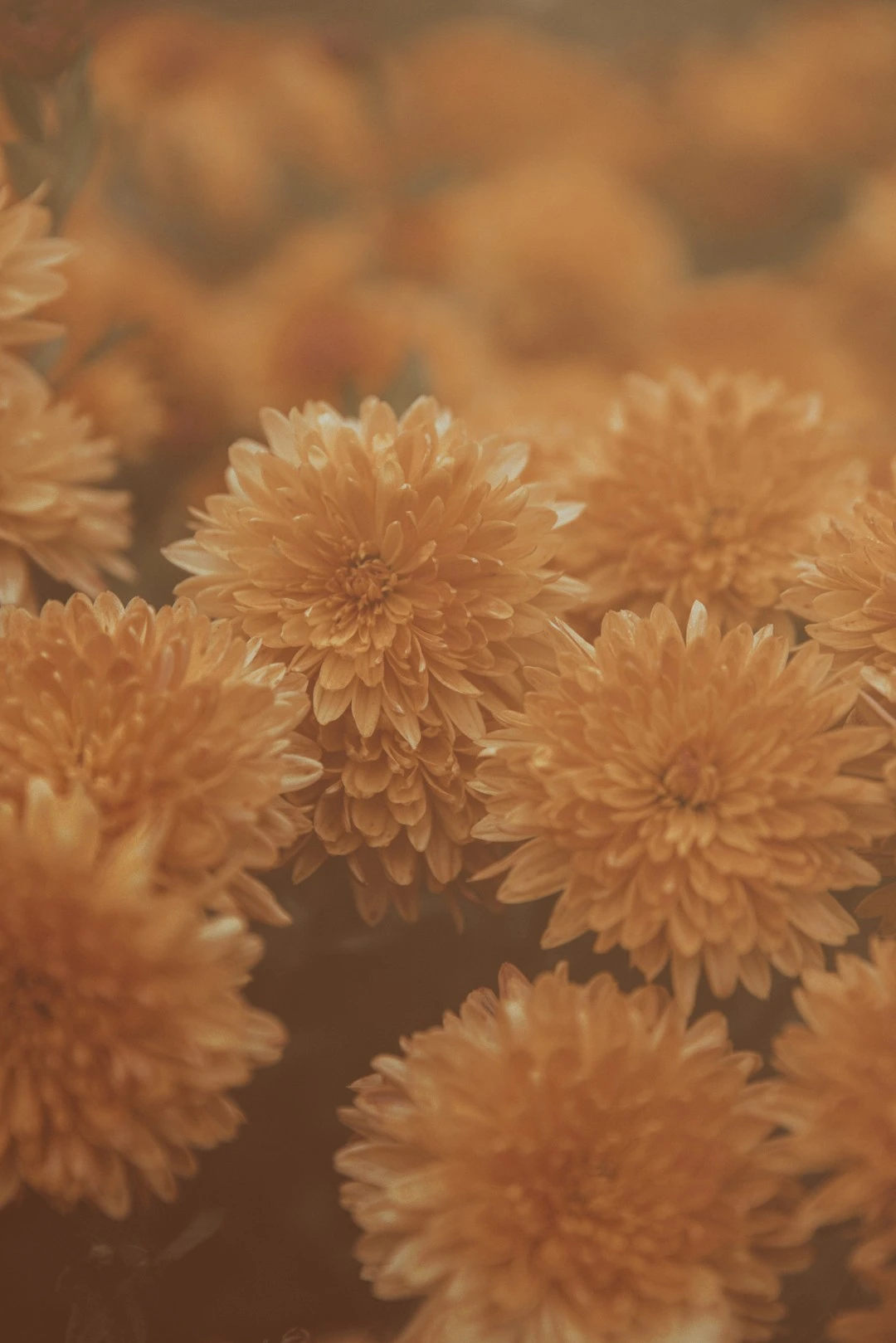 Close-up of multiple soft orange chrysanthemum flowers in bloom.