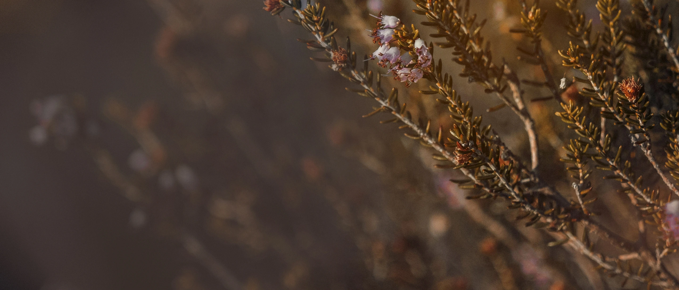 Close-up of small white and pink flowers on brownish-green shrub branches with blurred background.
