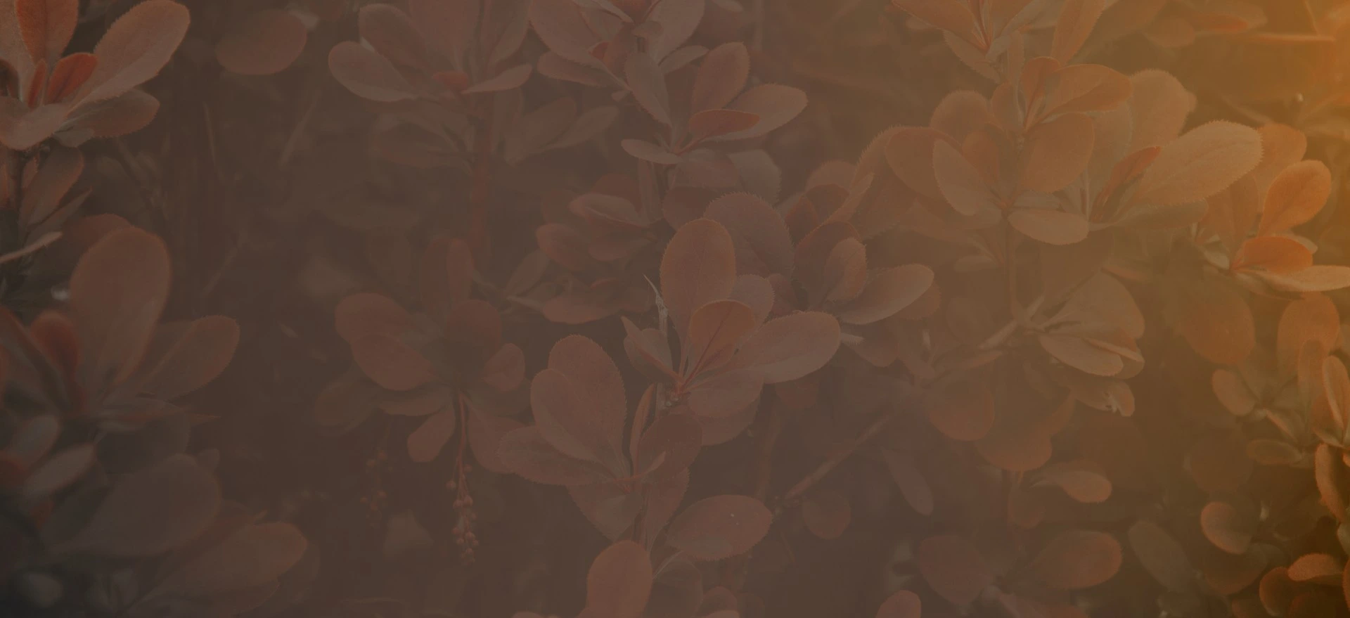 Close-up of leafy branches with orange lighting on the right side.