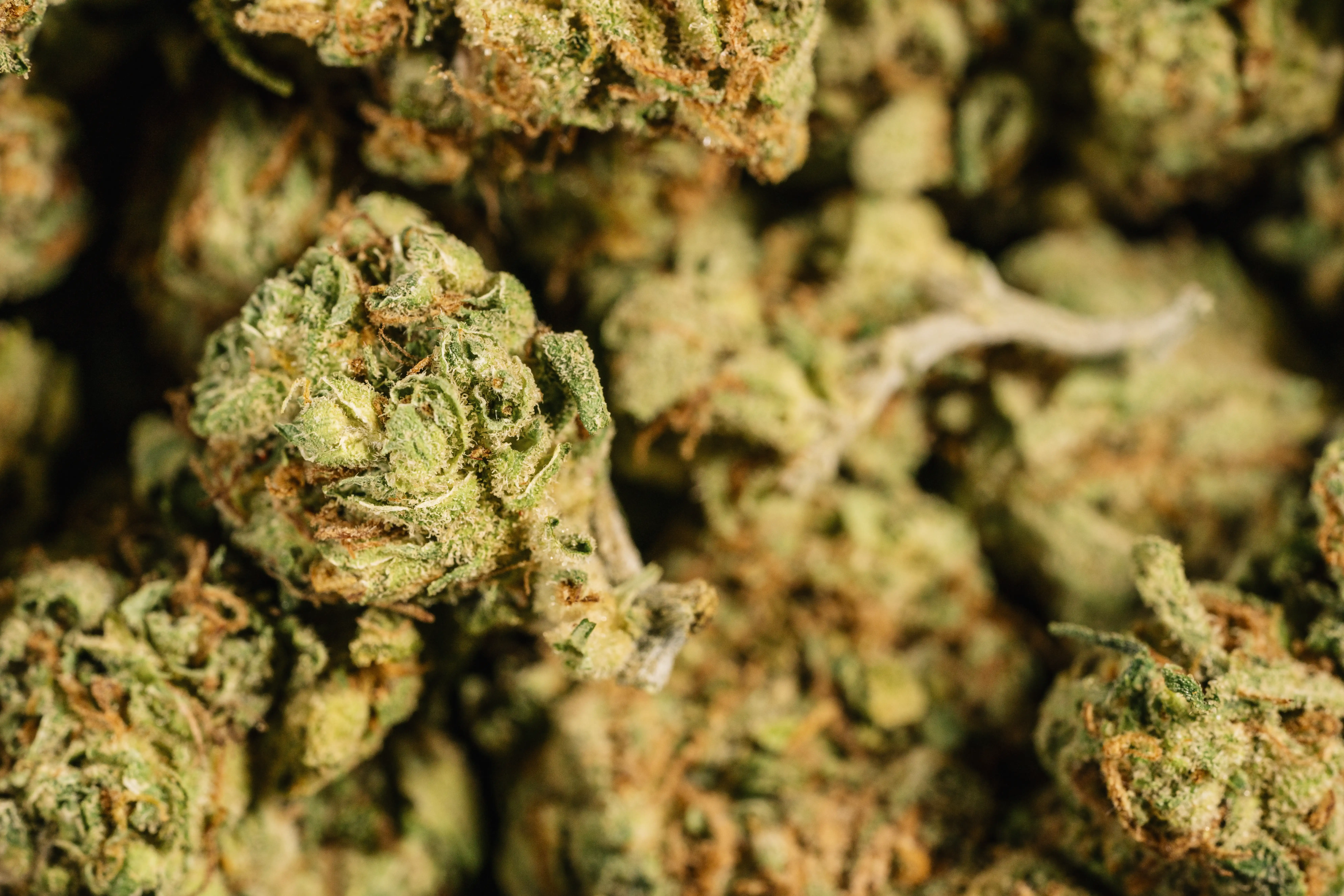 Delta bz10 : le cocktail chimique à éviter absolument ? (avis 2026)