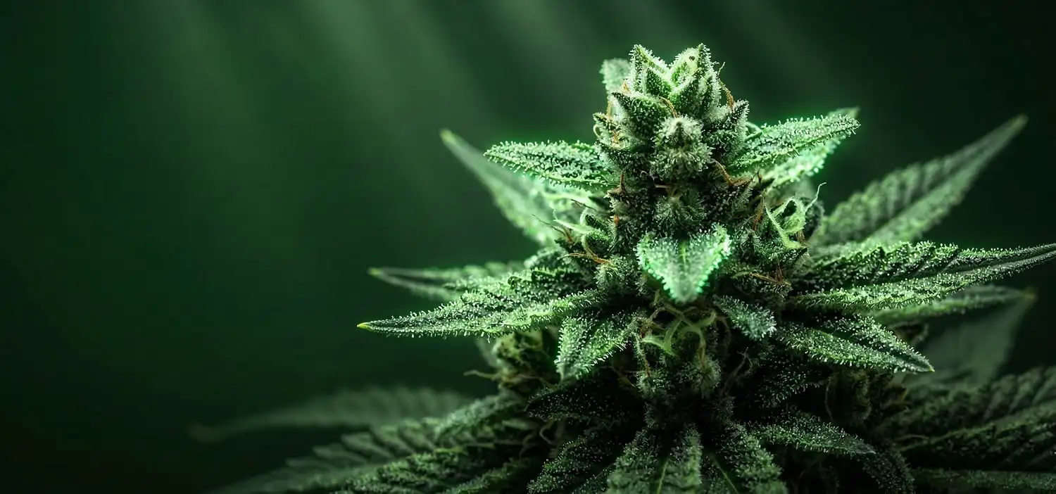 CBD puissant & cannabinoïdes alternatifs