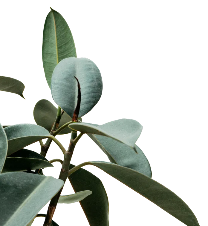 Nourish Conditions Solutions