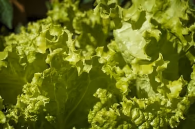 Lettuce - leafy green veggies