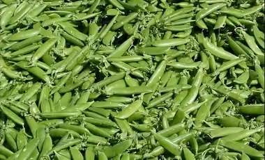 Green beans vegetables