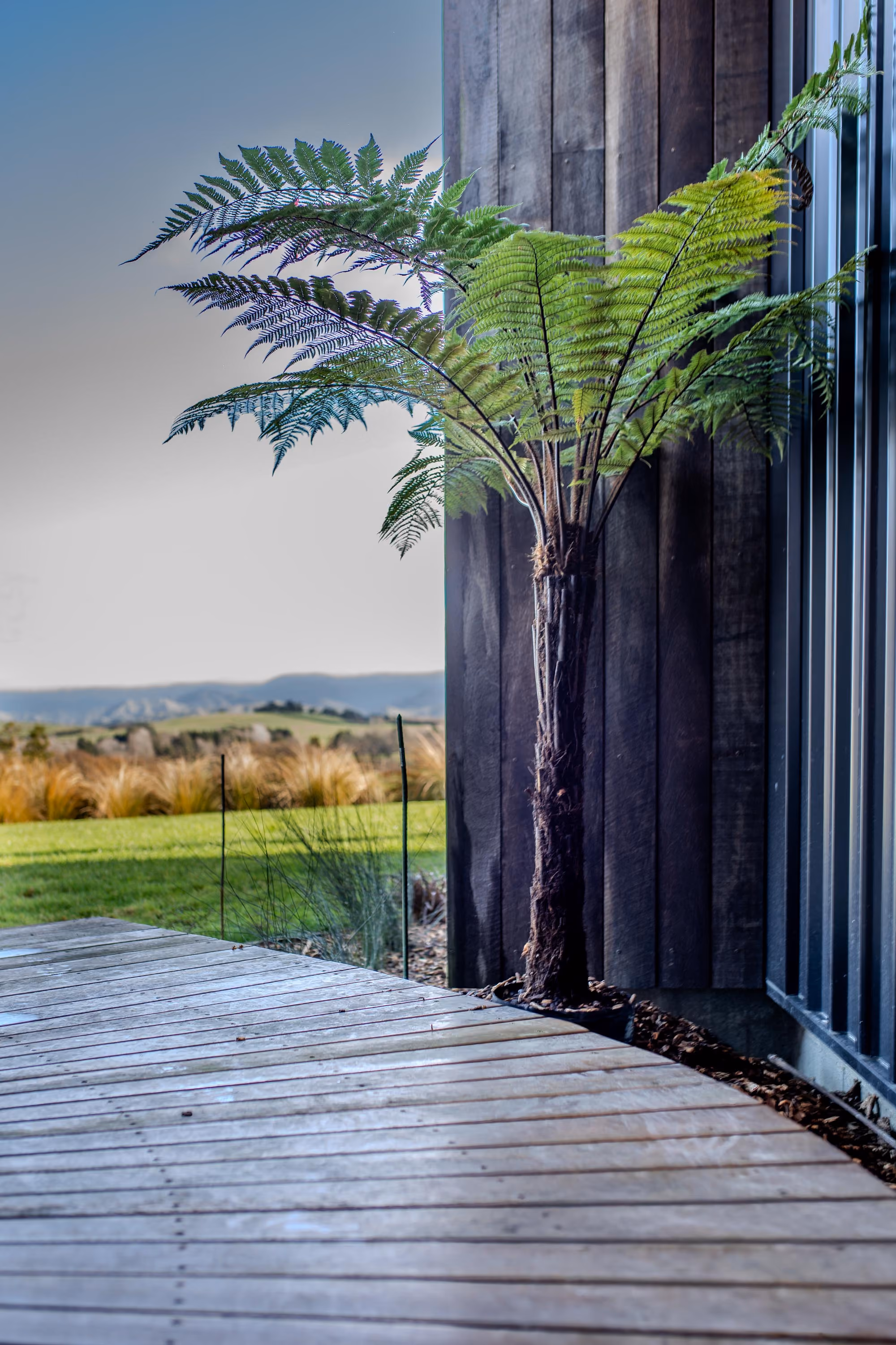 Timber deck with glass balustrade and tree fern, overlooking open countryside